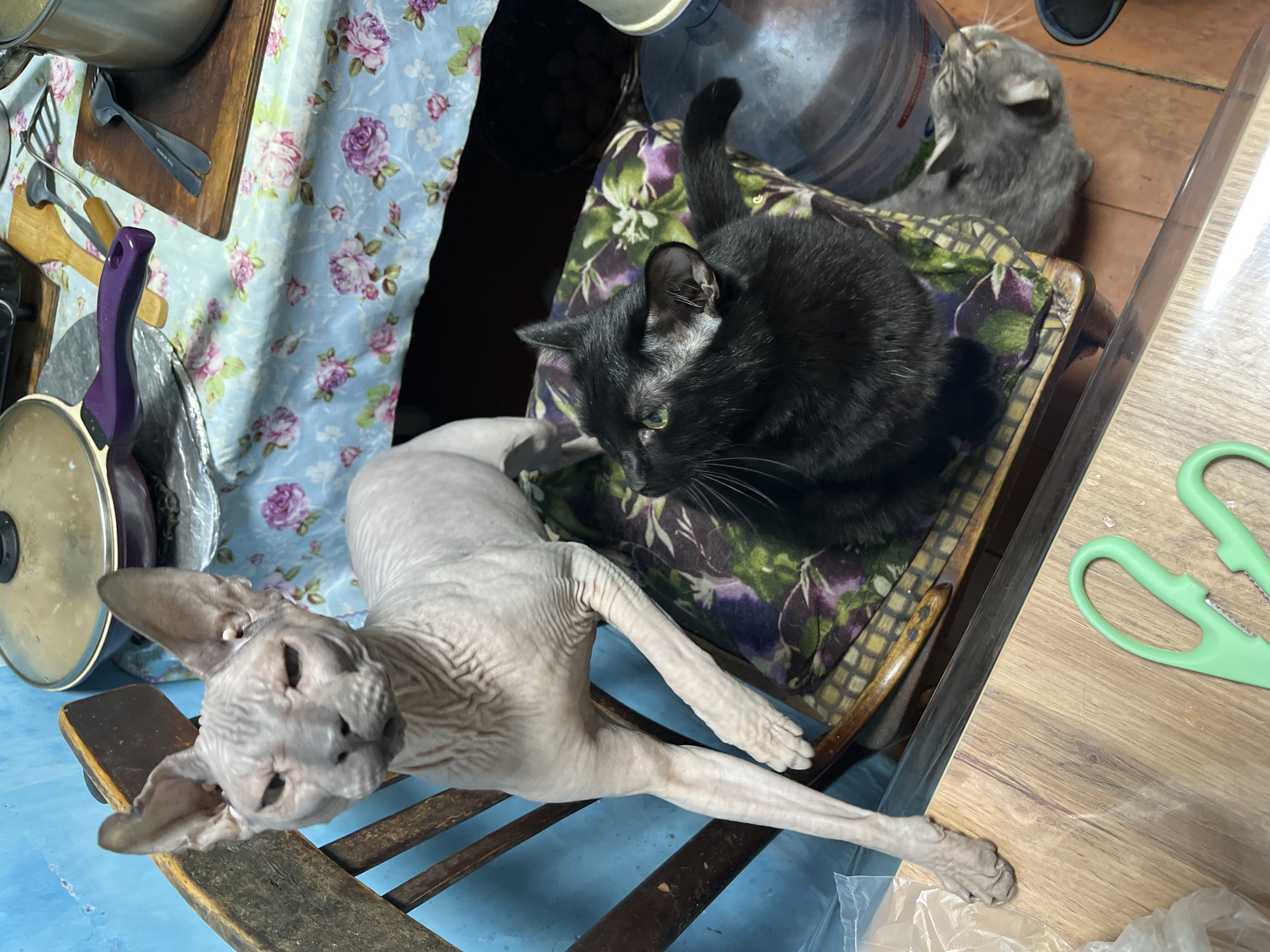 The image captures a domestic scene, likely indoors, featuring three cats. A hairless Sphynx cat is in the foreground, sprawled on a wooden chair. Behind it, on another chair with a patterned cushion, sits a black cat. Further back, a gray cat is perched, possibly looking upwards. The surrounding environment includes kitchen utensils, floral-patterned fabric, and scissors on a wooden surface. No specific location in Nizhny Tagil, Russia, is evident from the image.