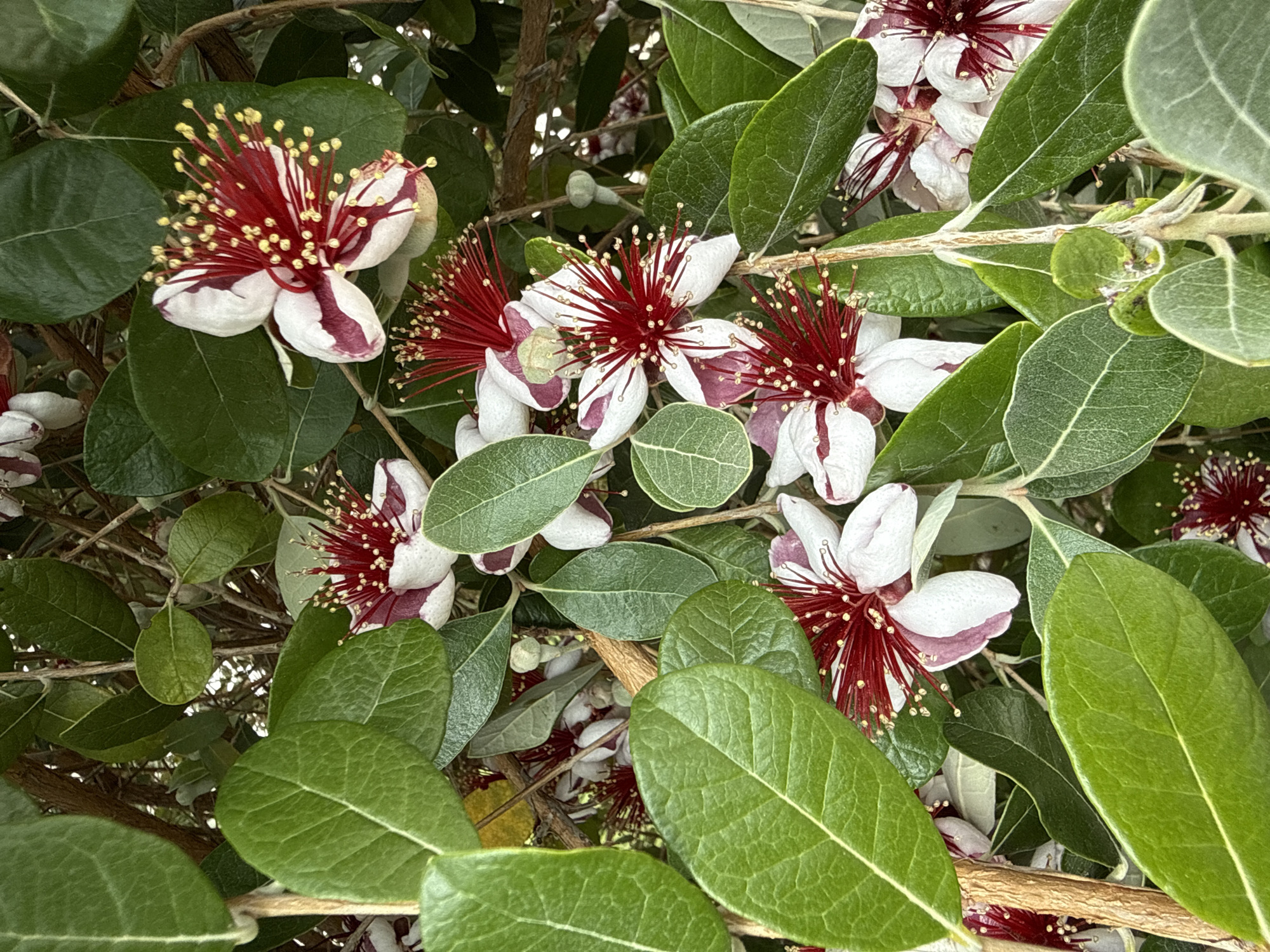 The image shows a close-up of feijoa (pineapple guava) flowers and foliage. The flowers have white petals with red accents and prominent red stamens with yellow tips. The leaves are green, oval-shaped, and textured. The setting appears to be outdoors, with natural light illuminating the scene. The location is Herceg Novi, Montenegro. There are no people visible in the image, and the focus is solely on the feijoa plant.