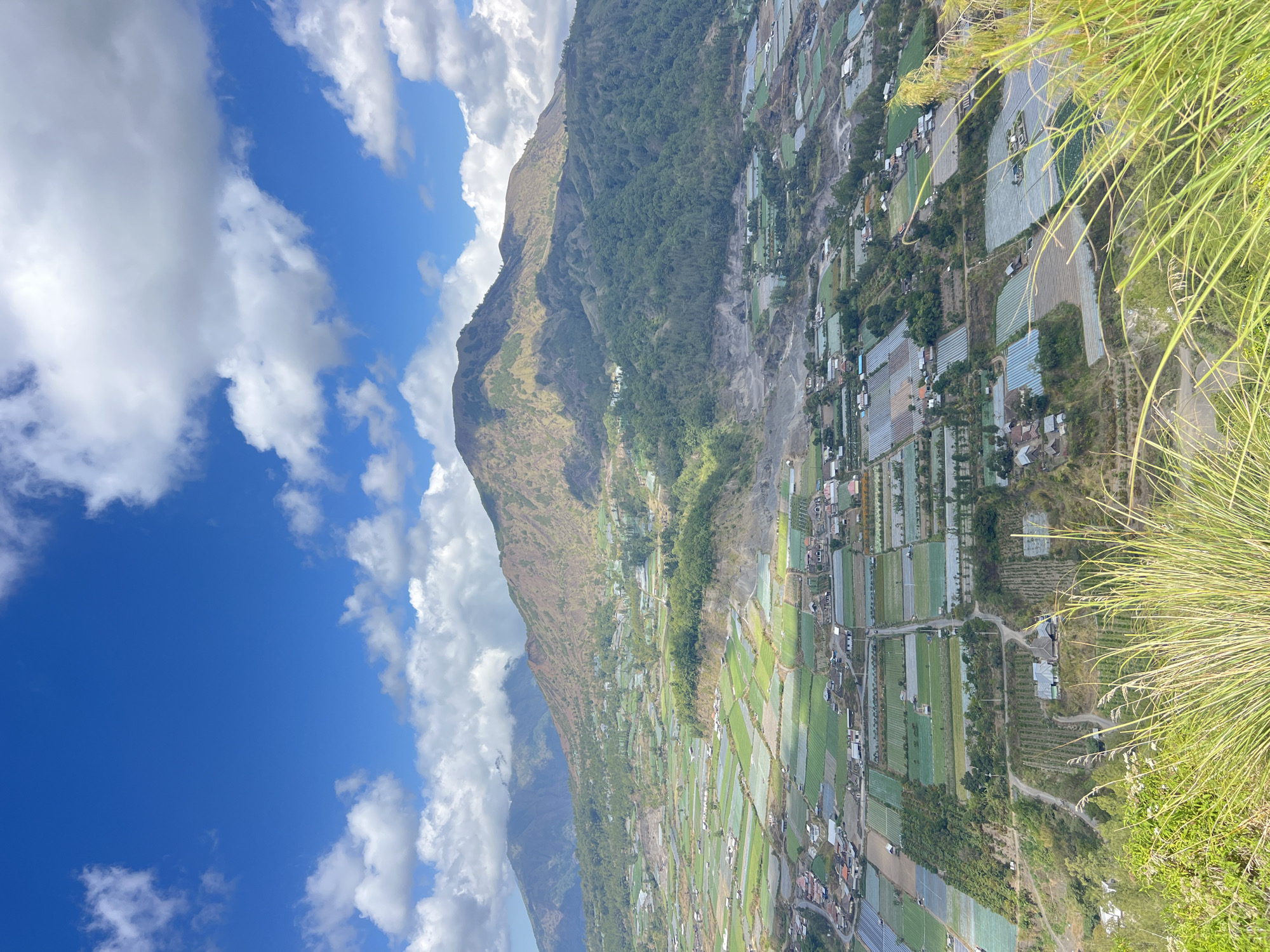 This is a high-angle, wide shot of a mountainous landscape in Kintamani, Indonesia. In the foreground, tall, golden-green grasses are blurred by their proximity to the camera. Beyond the grasses, the scene unfolds into a sprawling valley covered in agricultural fields. These fields are laid out in a patchwork of rectangular plots, many covered in translucent sheeting, suggesting greenhouses or protected cultivation. Small clusters of houses and buildings are interspersed among the fields, forming a rural settlement. A road winds through the settlement, connecting the various agricultural areas. In the middle ground, the terrain slopes upward, covered in dense green trees. Dominating the background is a large, majestic mountain. The mountain's slopes are a mix of brown and green, with patches of vegetation and rugged terrain. The sky above is a vibrant blue, dotted with fluffy white clouds, some of which cast shadows on the landscape below. The overall impression is one of a vast, fertile valley nestled at the foot of a grand mountain.