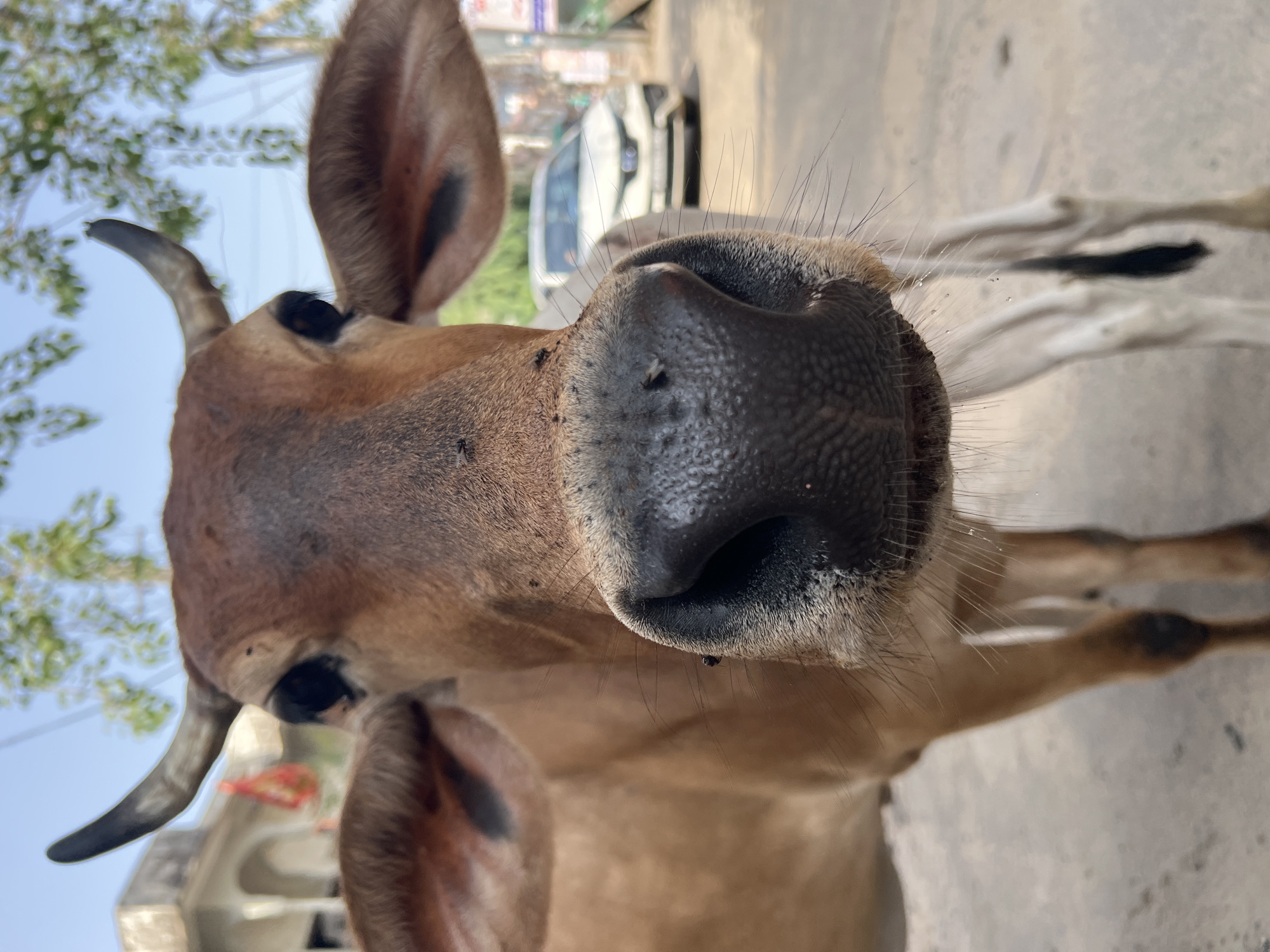A close-up, low-angle shot captures a brown cow with black horns and large ears. The cow's large, black nostrils and snout are the primary focus, with several flies visible on its face. In the background, a white car is partially visible on a street, and some trees and buildings suggest an urban or semi-urban environment, consistent with Pushkar, India. The ground appears to be a paved surface. Another cow, mostly out of focus and white, stands behind the main subject. The sky is clear and blue.