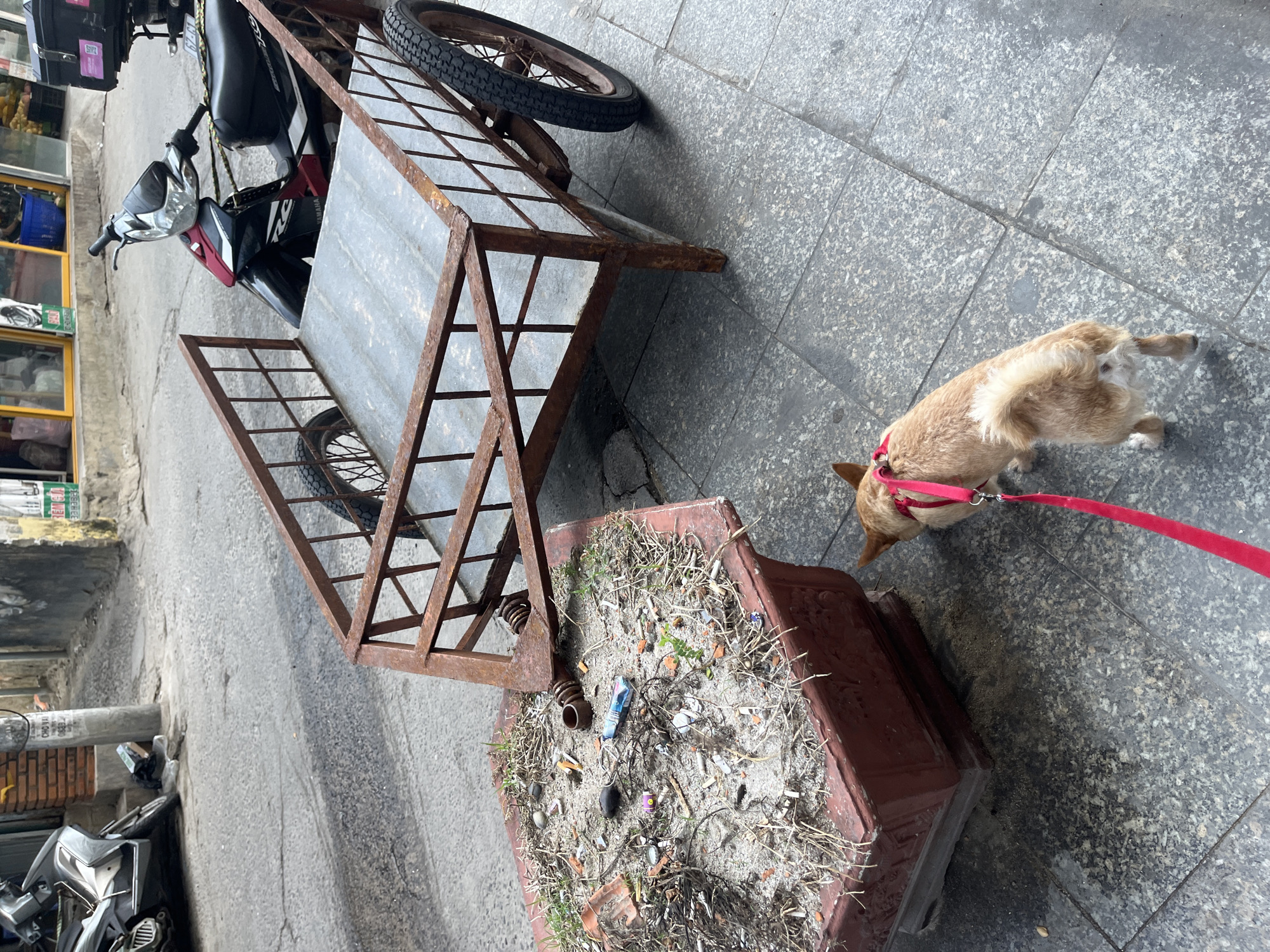 This image captures an outdoor street scene in Bac Nha Trang Ward, Vietnam. In the foreground, a small, light brown dog with a fluffy tail, wearing a red harness and leash, is observed sniffing the contents of a large, octagonal, reddish-brown planter positioned on a gray tiled sidewalk. The planter is filled with sand, dry grass, and various discarded items including numerous cigarette butts, small pieces of broken ceramic, a blue plastic bottle, and other miscellaneous trash, indicating its use as an impromptu ash receptacle.
Dominating the midground is a heavily rusted, brown metal trailer, featuring a flat, light-colored metal bed and a simple railing frame. It is equipped with two small wheels, one clearly visible on the right. A coiled spring mechanism connects the front of this trailer to the rear of a dark-colored Yamaha motorcycle, which has red accents and a black storage box mounted on its rear rack. The motorcycle's license plate begins with "62-G1". Both the trailer and the motorcycle are situated on the gray tiled sidewalk.
In the background, a gray asphalt road is visible, with another silver-colored scooter parked on its left side. Beyond the road, the scene reveals building facades with visible signage, including Vietnamese text such as "CHO VAY" on a utility pole and "REM CUA" on a green sign, consistent with an urban commercial or residential area. No people are visible in the frame.