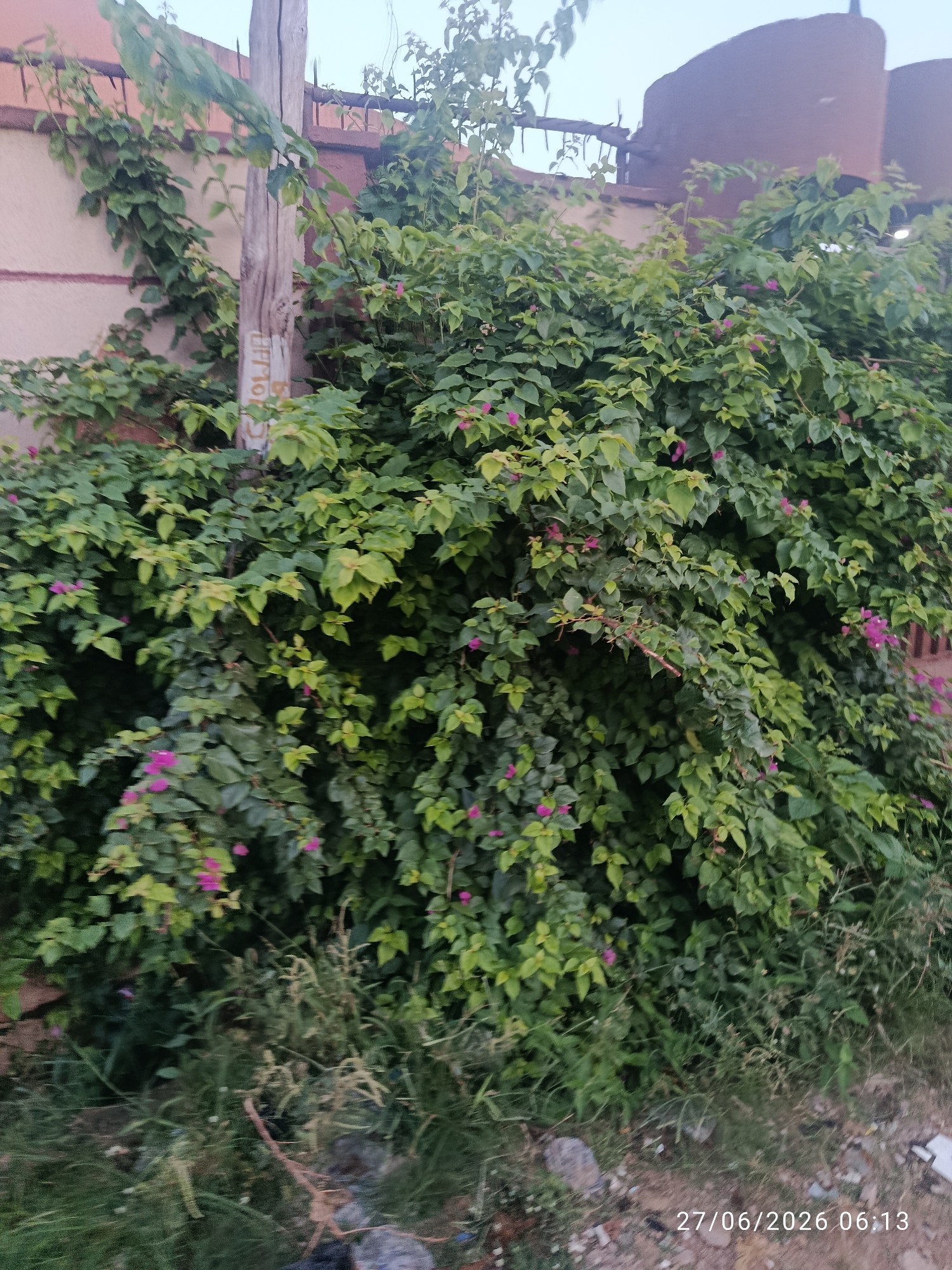 The image shows a dense green bush with vibrant pink flowers, likely bougainvillea, growing in front of a brown wall. A wooden pole with some writing on it stands to the left of the bush. In the background, there are large, rusty cylindrical structures, possibly water tanks. The ground in front of the bush is covered with dry grass and some debris, including rocks and what appears to be discarded plastic. A timestamp in the bottom right corner reads "27/06/2026 06:13". The scene is consistent with an outdoor environment in the city of Sabon Tasha, Nigeria.