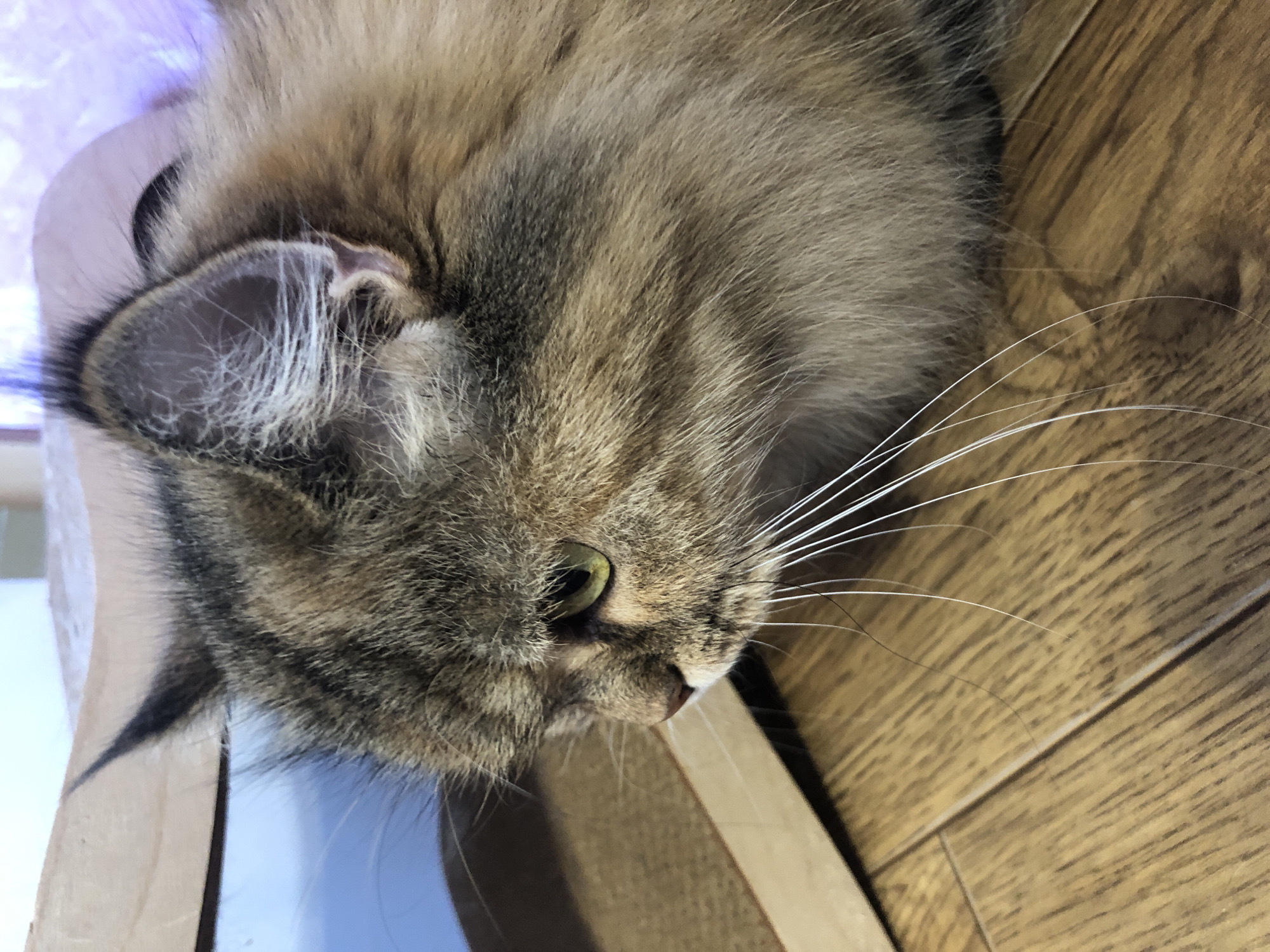 The image is a close-up, profile view of a domestic cat's face and upper body, positioned on a wooden floor. The cat is facing left, with its gaze directed downwards and to the left. Its fur is a mix of brown, black, and tan tabby markings. Prominent features include its large, expressive green eye, long white whiskers, and tufted ears. Part of a cardboard cat scratching post is visible in the background, to the left of the cat. The lighting in the scene appears to be artificial and is casting a purple hue on some parts of the background. The overall environment seems to be indoors, likely a home setting, with no specific urban landmarks identifiable.