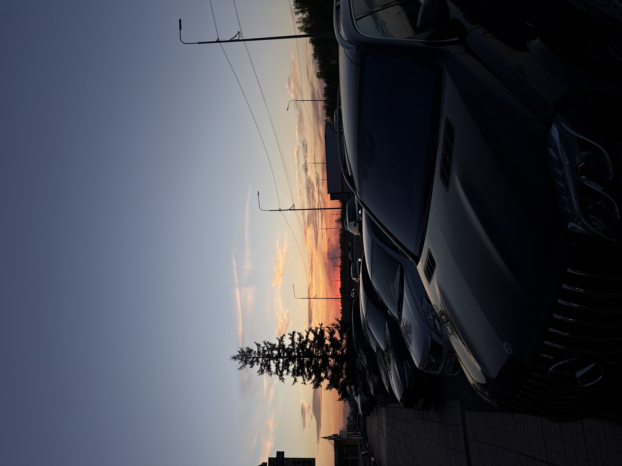 The image depicts a row of dark-colored Mercedes-Benz vehicles parked along a sidewalk in Молодёжный, Russia. A tall pine tree stands near the parked cars, silhouetted against the sky, which is transitioning from blue to orange and red hues of sunset. Streetlights line the road beyond the tree. The setting suggests a dealership or a parking area near a city street.