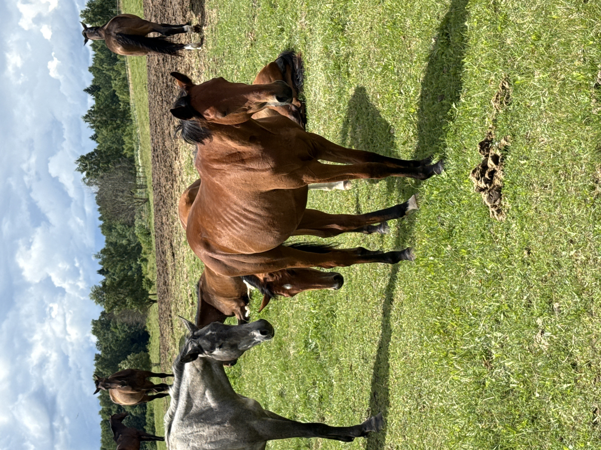 In Galinė, Lithuania, a group of horses are gathered in a grassy field under a partly cloudy sky. Several horses are standing, including a light gray horse in the foreground on the left, a bay horse in the center, and a dark bay horse in the background on the right. One horse is lying down in the middle ground. The field is green and somewhat uneven, with patches of exposed soil. In the distance, a line of trees forms the horizon, and beyond that, the sky is filled with puffy white clouds. A pile of horse manure is visible in the grass in the lower right corner of the image.