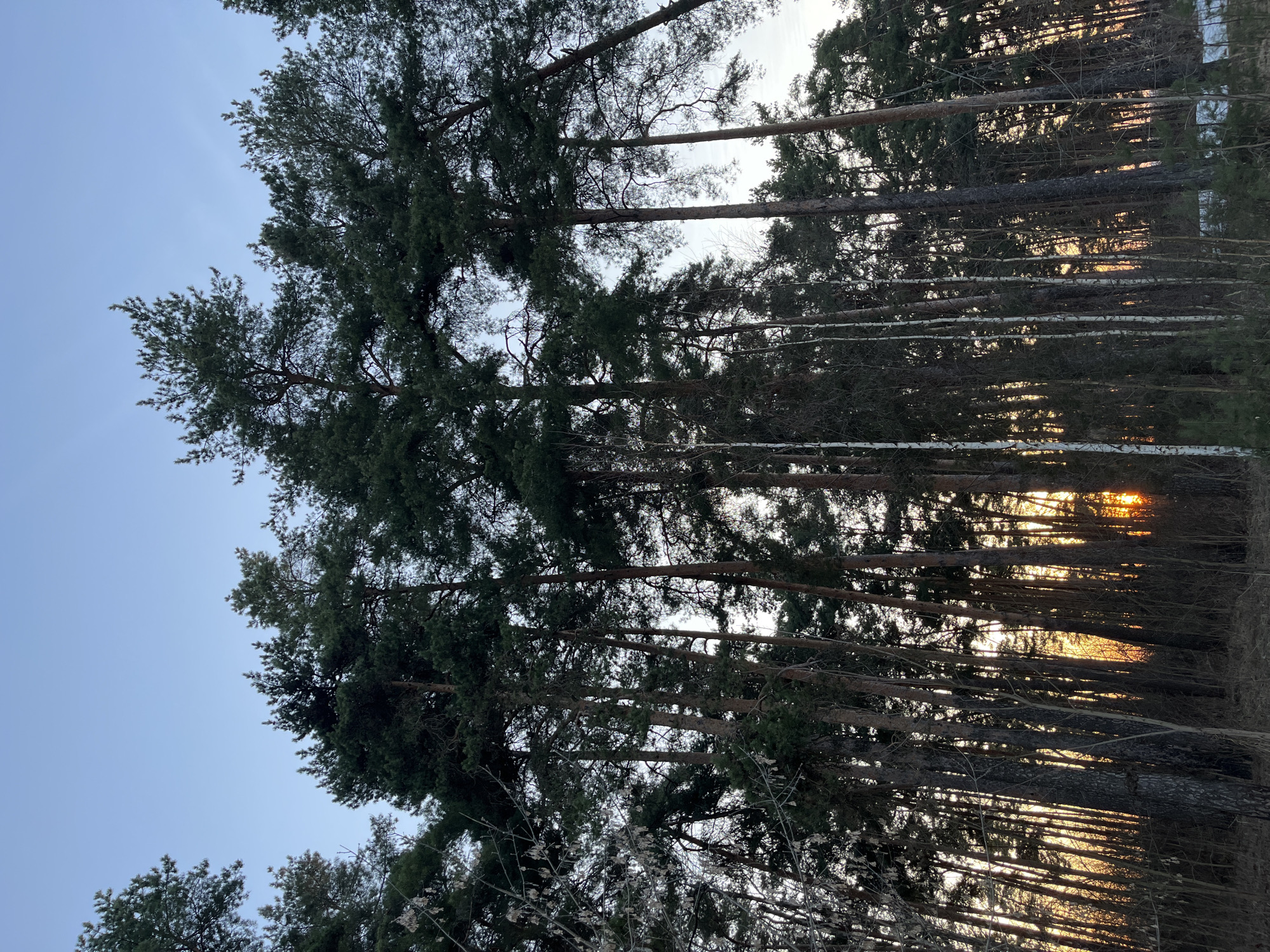 The image depicts a forest scene in Razdolye, Russia, at what appears to be either sunrise or sunset. The sky is pale blue, transitioning to brighter hues near the horizon where the sun's rays are breaking through the trees. The trees are tall and slender, mainly pines with some birch trees interspersed. The light filters through the dense foliage, creating long shadows and highlighting the texture of the tree trunks. In the foreground, there are some low-lying bushes with bare branches. The overall impression is one of a tranquil, wooded area bathed in the warm light of the rising or setting sun.