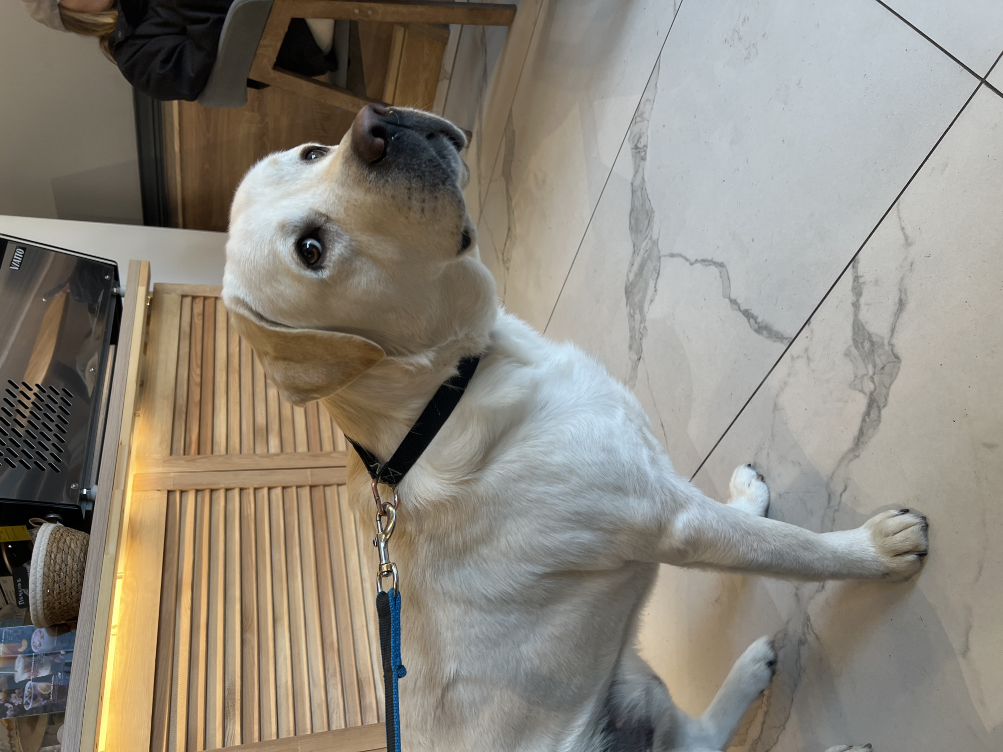 A white Labrador Retriever sits on a light-colored, patterned tile floor. The dog wears a black collar and a blue leash is attached. The location appears to be indoors, possibly a cafe or restaurant. A wooden slat divider is partially visible behind the dog, next to a refrigerated display case. A person sitting in a chair is partially visible in the background. The location is Mytishchi, Russia.
