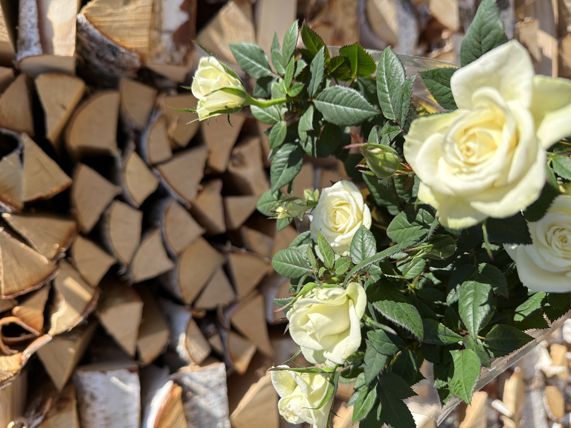 A bouquet of pale yellow roses is arranged in the foreground against a background of stacked firewood. The roses have green leaves and a few unopened buds. The firewood consists of triangular pieces of wood stacked unevenly, with some birch bark visible. The image appears to be taken outdoors in daylight. The location is Chaikovsky, Russia.