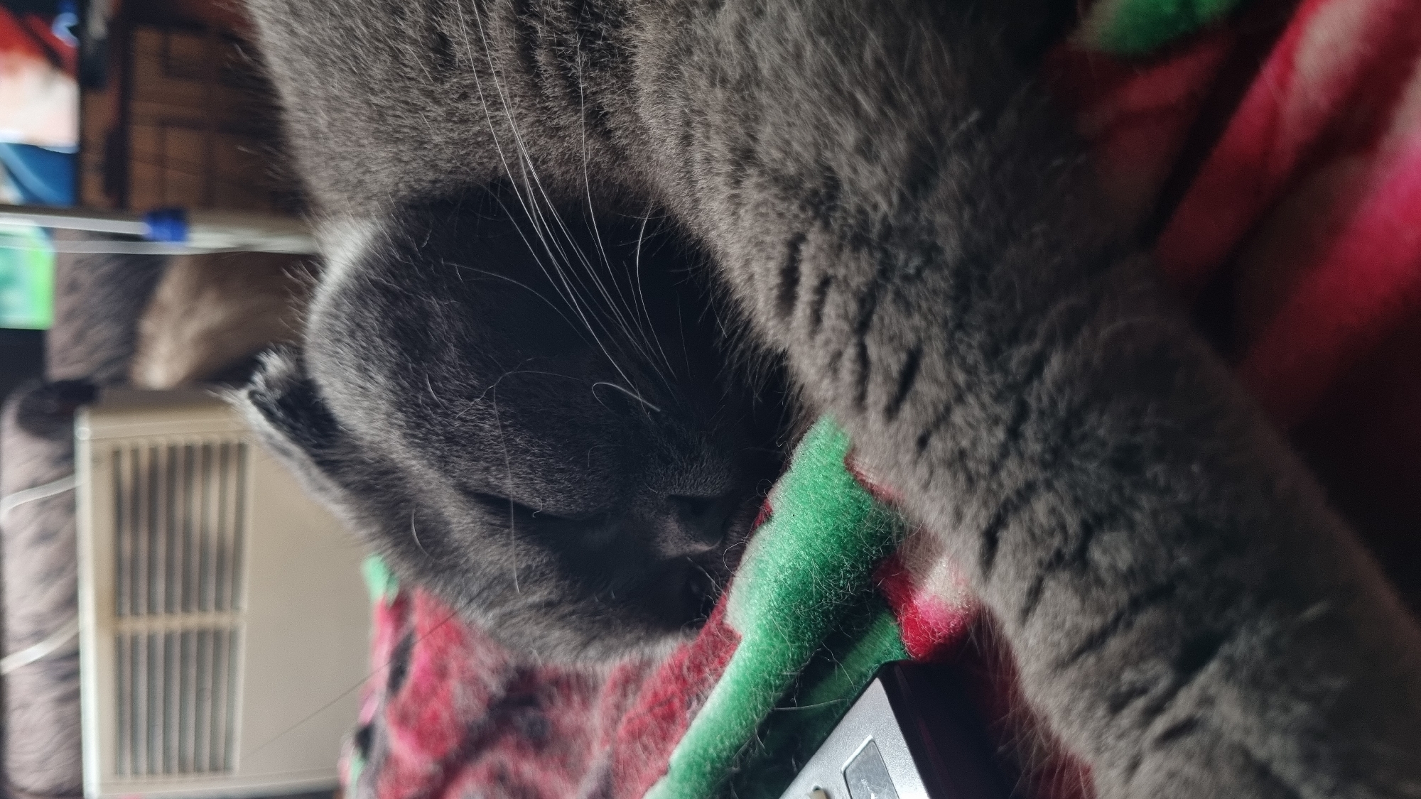 A close-up, low-angle shot shows a gray cat sleeping on a red and green blanket. The cat is curled up, with its head resting on its paws. Its eyes are closed, and its breathing appears shallow. The blanket is spread out on a surface that appears to be a bed or couch. A silver remote control is visible on the left side of the image, partially covered by the blanket. In the background, a white radiator is visible, and a blurry brown couch is behind it. The lighting is dim, suggesting the photo was taken indoors in a low-light environment. There are no people visible in the image, and no specific details about the location in Vysokoe, Russia are discernible from the visual evidence.