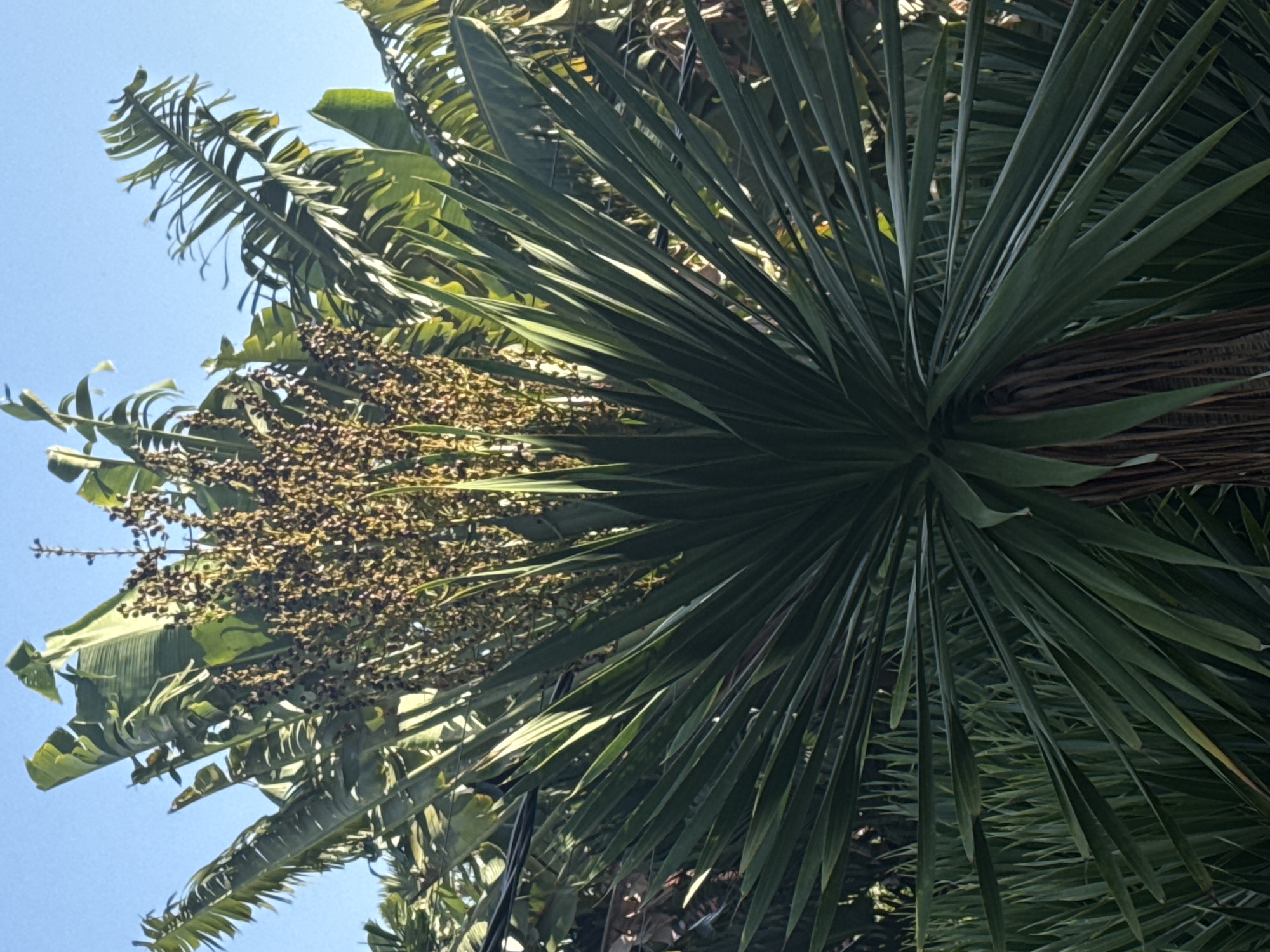 This is a close-up, low-angle outdoor shot of a spiky, palm-like plant in what appears to be a botanical garden or park. The plant's long, dark green leaves fan out from the center, creating a starburst effect. At the top of the plant, a cluster of small, brown seed pods or berries is visible against a clear blue sky. In the background, other lush green foliage can be seen, including what look like banana leaves. The lighting suggests it is daytime, likely morning or afternoon, with sunlight casting some shadows on the leaves. No people or specific landmarks are visible.