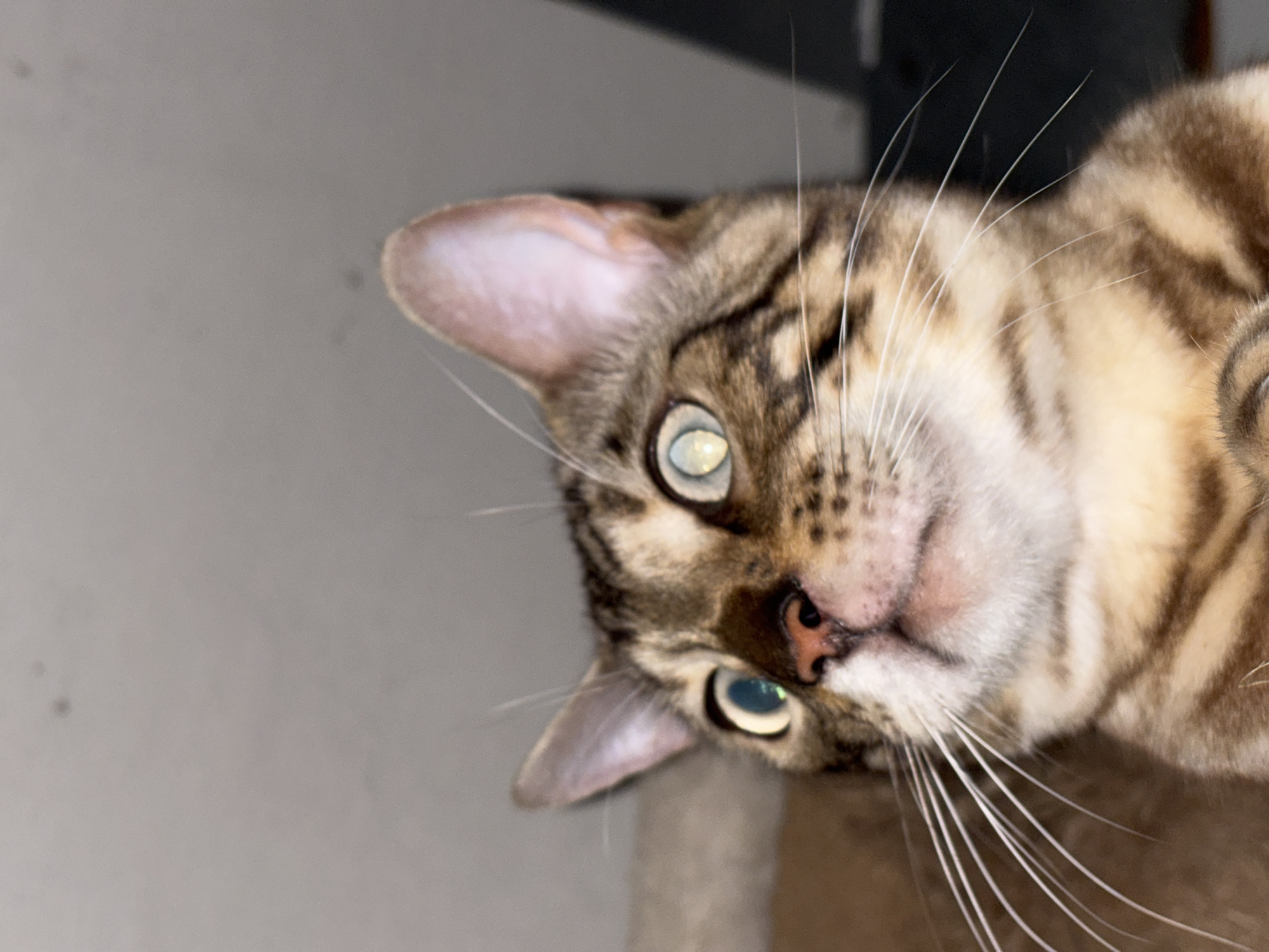 The image is a close-up, low-angle shot of a tabby cat. The cat's face is the primary focus, with its large, round eyes looking upwards and slightly to the left. The cat has a striped pattern on its fur, with brown and black markings. Its whiskers are long and white, fanning out from its muzzle. The background is out of focus, appearing to be a plain, neutral-colored wall or ceiling. There is no indication of the cat's location in the city of Noviy, Russia or any other specific location. The image does not contain any people, actions, or interactions.