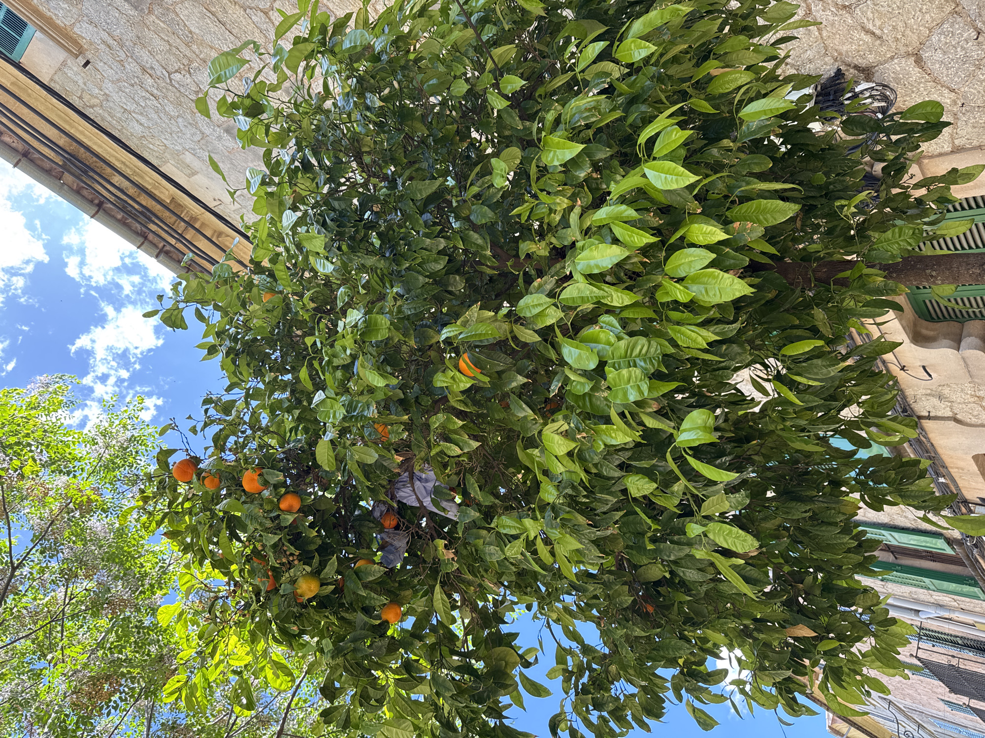 The image depicts an orange tree laden with fruit, viewed from below. The tree is located in Valldemossa, Spain, as evidenced by the characteristic architecture of the buildings that frame the shot. The tree's dense foliage obscures much of the sky, although glimpses of blue are visible in the upper-left and lower parts of the image. Ripe oranges are scattered throughout the branches, indicating the tree's maturity and health. A building, constructed of sandstone blocks, stands to the upper-left, while another building with green shutters is visible on the right. Cables and electrical wiring are affixed to the building on the right. The angle of the shot, looking upwards, showcases the tree's canopy and the surrounding urban environment.