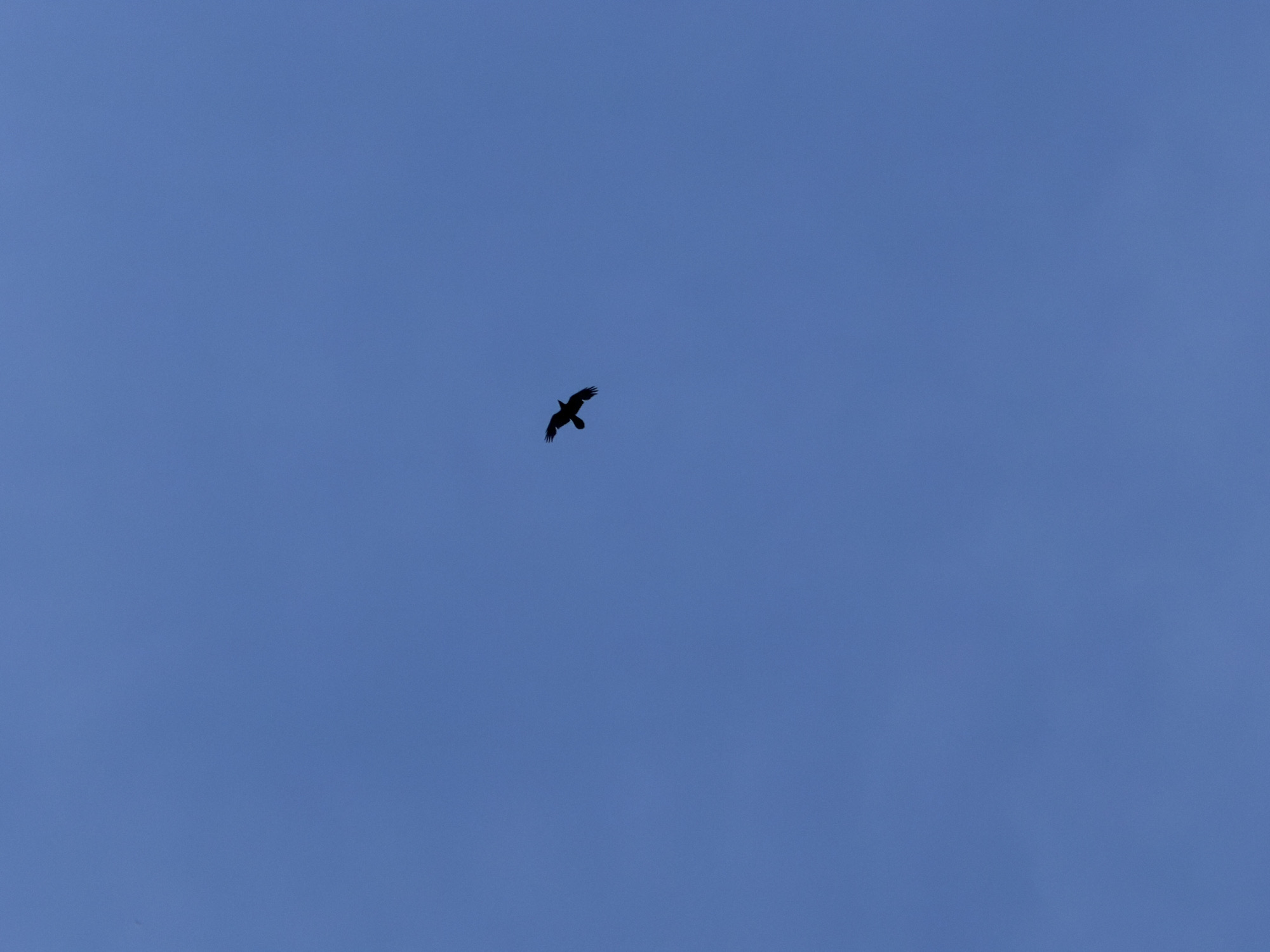 A crow is flying in a clear, blue sky. The location is Chaikovsky, Russia.