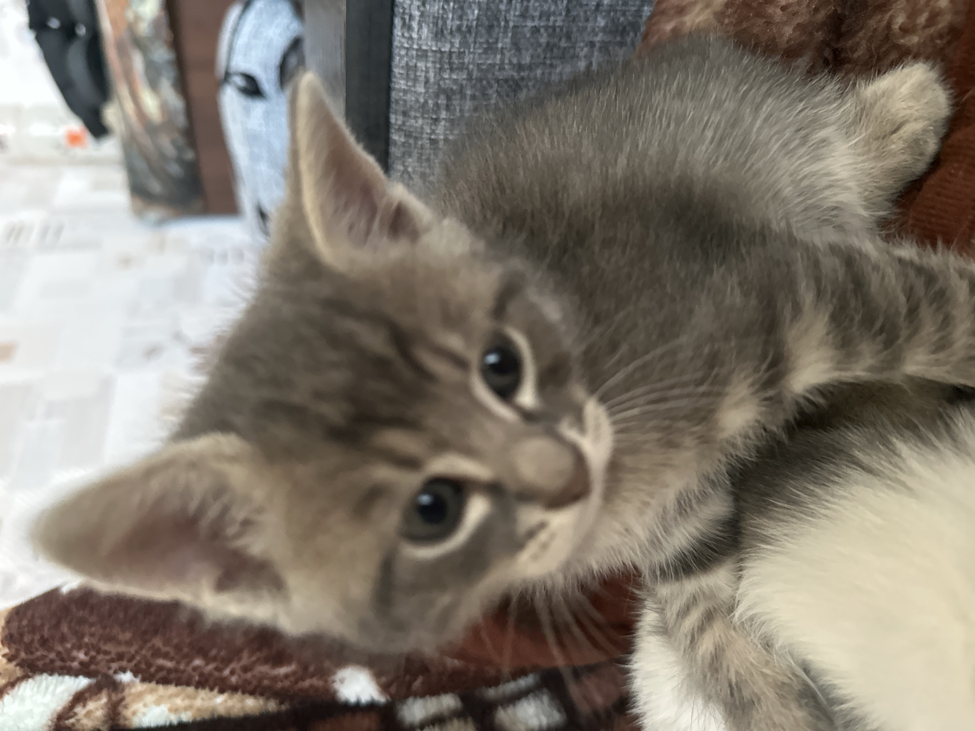 A close-up, slightly blurry photograph shows a gray tabby kitten sitting on a brown patterned blanket. The kitten is facing forward, with its head tilted slightly to the left. Its eyes are dark and round, and its ears are perked up. The kitten's fur is a mix of gray and black stripes. The background is out of focus, but appears to be an indoor setting with furniture and possibly a wall with a patterned wallpaper. The overall impression is of a young, curious animal.