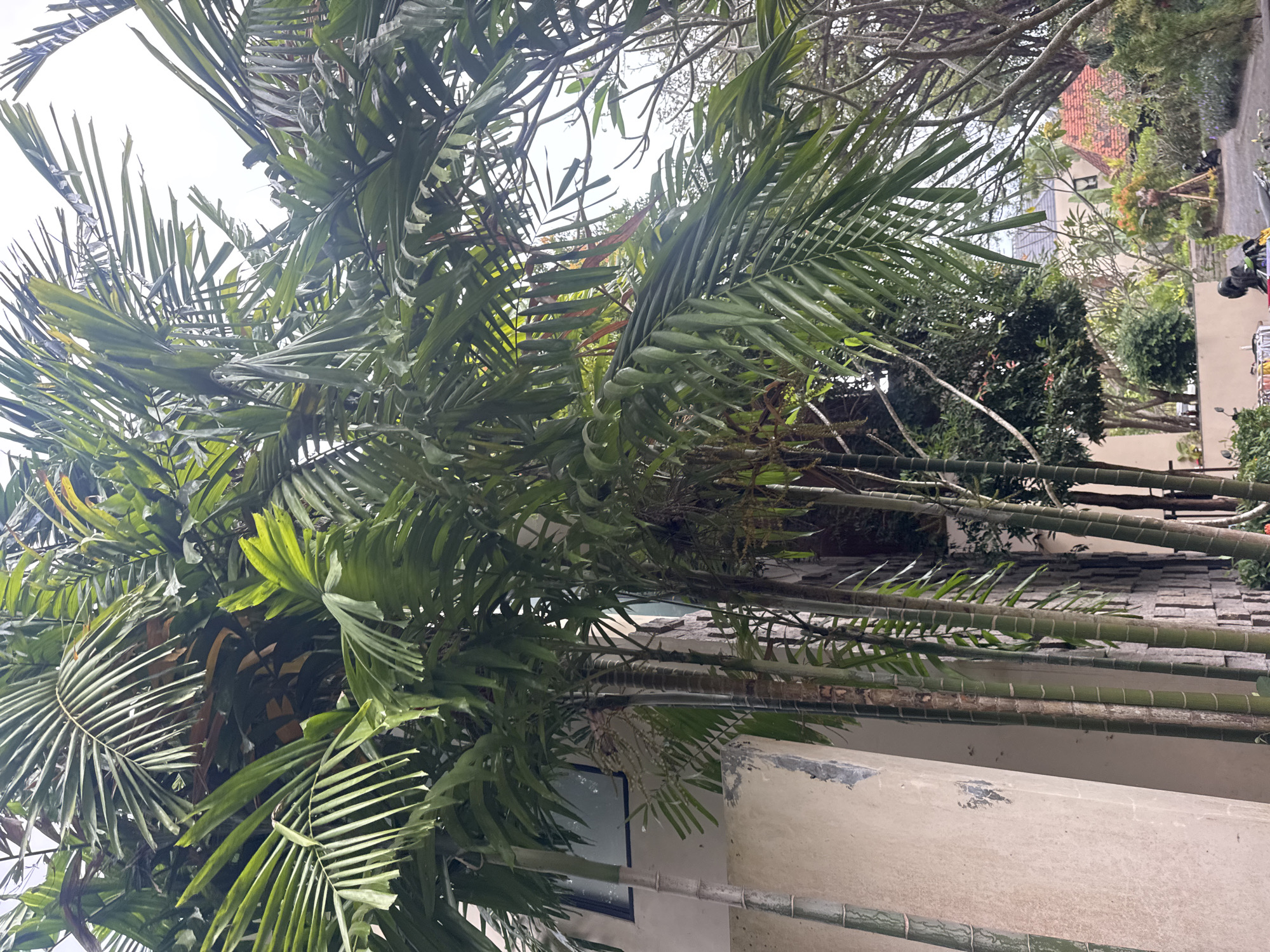This image captures a view from a courtyard in Kuta Selatan, Indonesia, featuring lush palm trees in the foreground. A light-colored building with a textured facade is visible on the left, with a window reflecting the sky. The palm fronds, a vibrant green, dominate the upper portion of the frame, with some appearing slightly faded or dried. Beyond the palm trees, the background reveals a residential area with terracotta-tiled roofs, interspersed with more greenery and trees. The sky is overcast, suggesting a cloudy day. In the lower right corner, a glimpse of a paved area with a few parked motorcycles can be seen. There are no people or immediate activity captured in the frame.