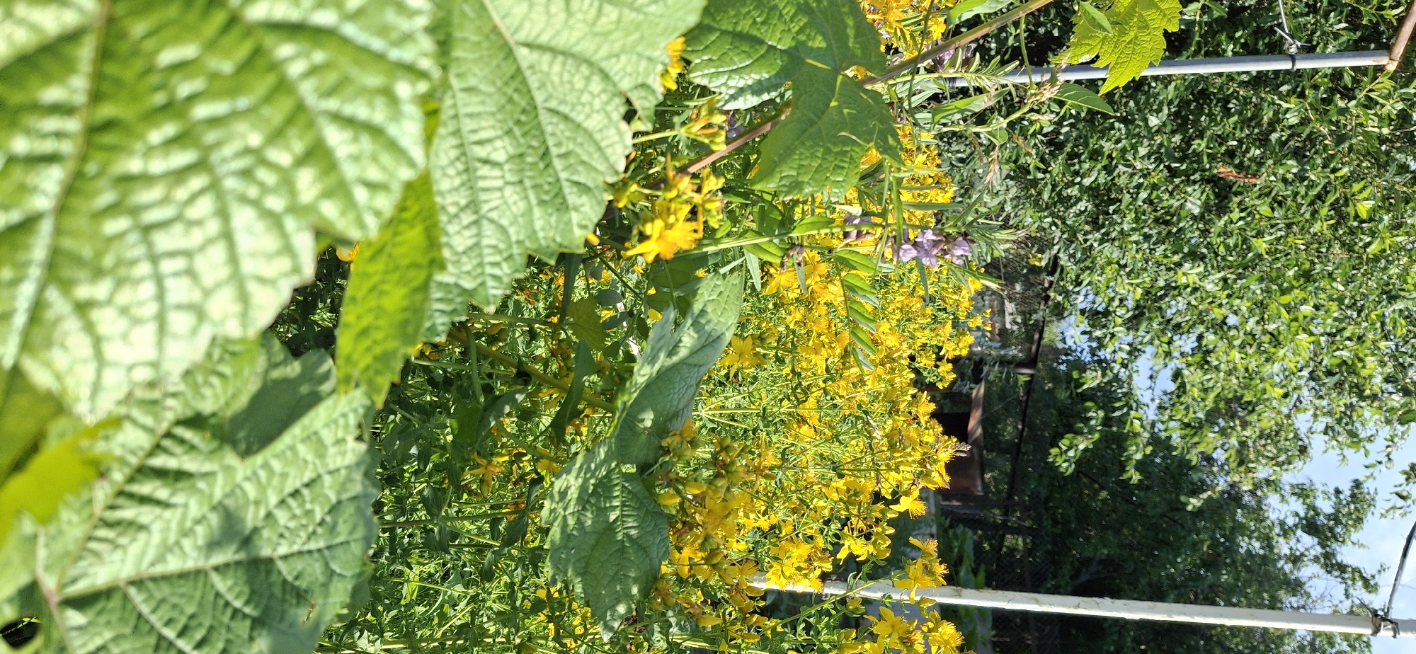 The image depicts an outdoor scene in Chaikovsky, Russia, dominated by lush green foliage and a profusion of small yellow flowers, likely St. John's Wort. Large, textured green leaves are in the foreground, partially obscuring the view of the flowering plants. These yellow flowers are abundant, creating a vibrant carpet of color among the greenery. There are also hints of purple flowers and slender green stems.
In the background, a dense canopy of green leaves from a larger tree is visible, suggesting a garden or natural setting. The sky, a clear blue, peeks through the branches. A white horizontal bar, possibly part of a garden structure or trellis, runs across the lower portion of the image. Another darker, possibly metal, structure is visible behind the flowers.
The lighting suggests it is daytime, with bright sunlight illuminating the scene and casting shadows. The overall atmosphere is one of natural beauty and tranquility, with a focus on the vibrant flora. No people or specific objects other than the natural elements and garden structures are clearly discernible. There is no visible text in the image.