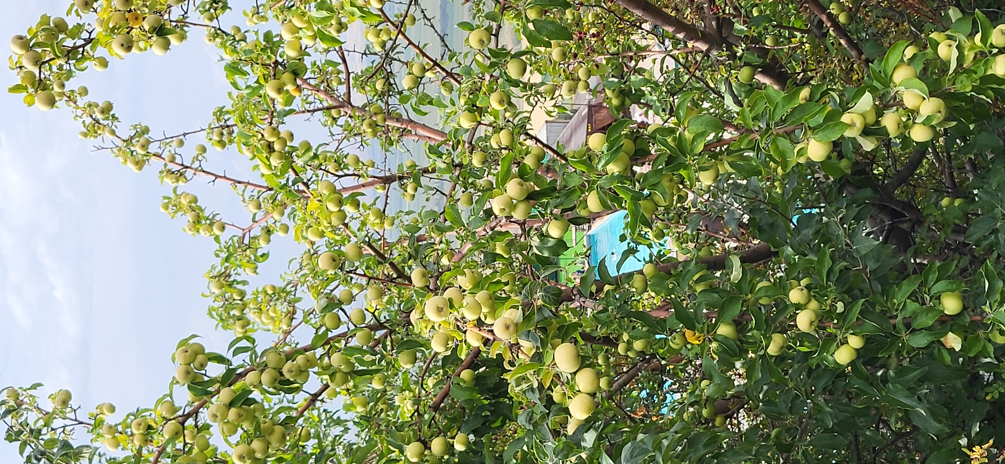 This is a vertical, medium shot of an apple tree heavily laden with unripe, light green apples against a bright, slightly overcast sky. The branches of the tree fill the majority of the frame, obscuring the background in places. Peeking through the foliage in the middle ground is a bright blue swimming pool with some indistinct figures around it. Beyond the pool, a building with a brown roof is visible, suggesting a rural or recreational setting. The overall scene evokes a sense of abundance and summer. The location is specified as Сырымбет, Kazakhstan.