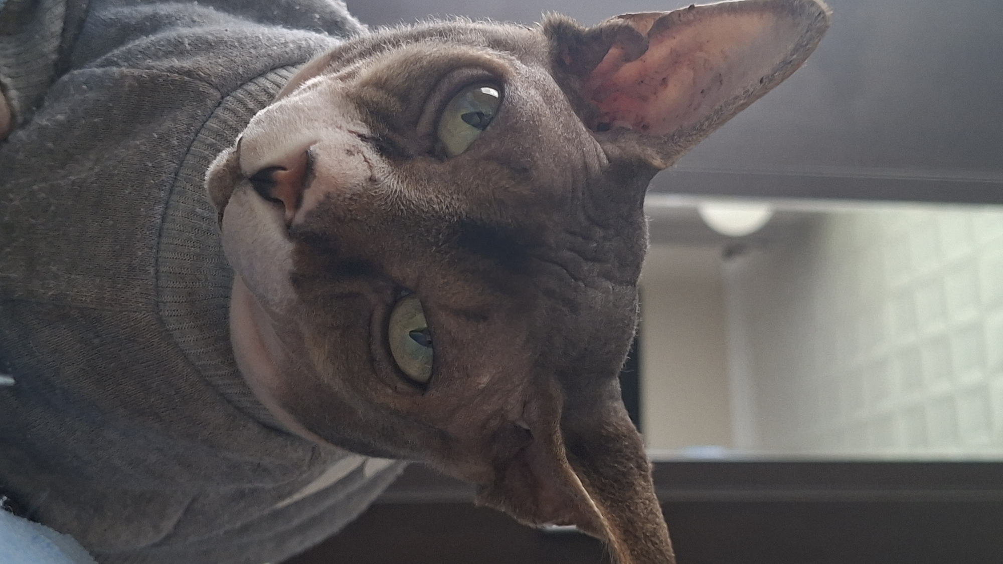 A close-up, eye-level portrait captures a hairless cat, likely a Sphynx breed, wearing a grey sweater. The cat's skin is wrinkled, and its large ears are prominent. Its green eyes are narrowed, giving it a serious or perhaps grumpy expression. The background is softly blurred, showing hints of an indoor setting with what appears to be a ceiling with square patterns and possibly a door or window. The lighting suggests it is daytime, coming from the front and slightly above. There are no people visible in the image, and no specific location in Myadzyel, Belarus, can be determined from the visual information provided.