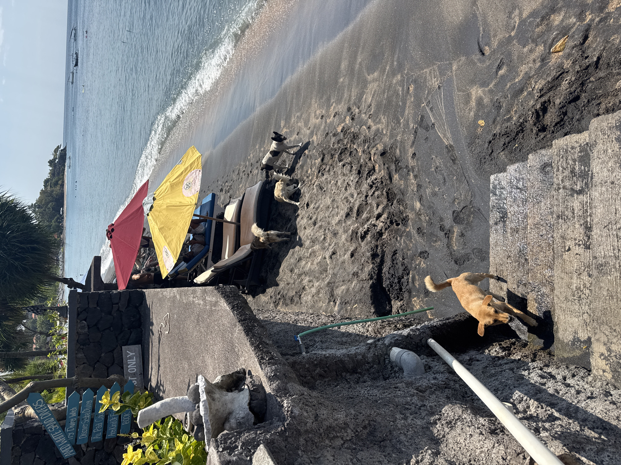 This image shows a beach scene in Abang, Indonesia, with dark volcanic sand and the ocean. In the foreground, a light brown dog is descending a concrete staircase. Further up the beach, near lounge chairs and two beach umbrellas (one red, one yellow), are two other dogs. One dog is black and white, and the other is tan. The ocean is calm with small waves, and several boats are visible in the distance. Signs are mounted on a stone wall near the top of the stairs, indicating diving services and other information. A white decorative element and some plants are also visible on the upper level. A green hose runs down the side of the wall, connected to a faucet.