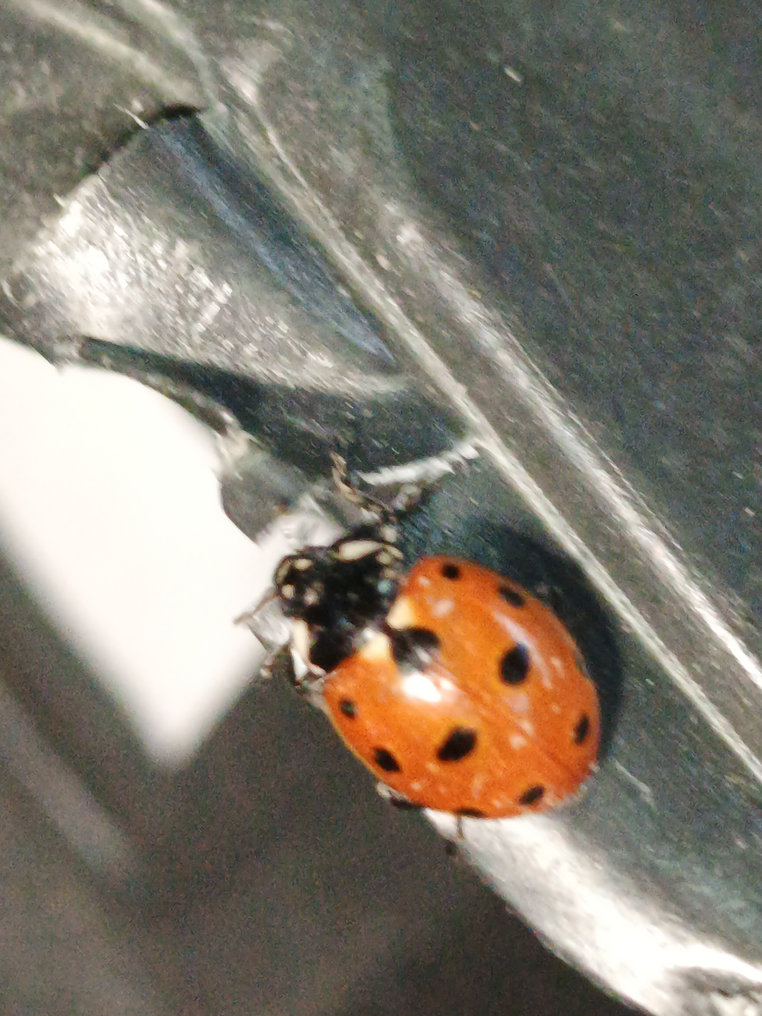 A close-up, top-down view captures a ladybug with a bright orange body and black spots resting on a textured, metallic-like surface. The ladybug is oriented to the right, with its head and thorax visible in sharp detail on the left. The surface it's on appears to be a curved, dark gray material with streaks of lighter gray and white, suggesting it might be a piece of machinery or a decorative element. The background is a blurred mix of light gray and dark gray, with the overall lighting highlighting the ladybug and the immediate surface. There is no indication of Zlatoust, Russia, or any urban environment in this image.