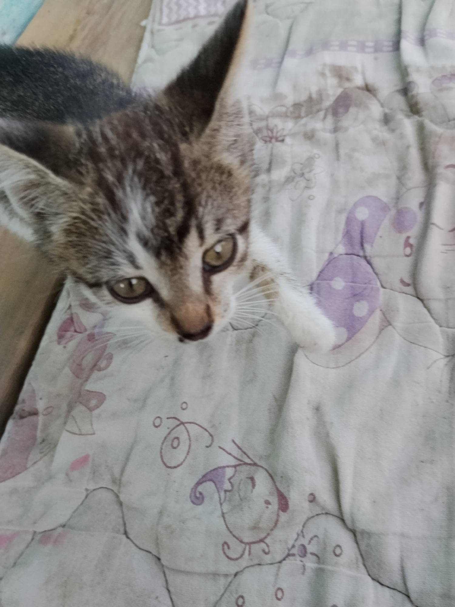 A kitten is looking up from a light-colored blanket with cartoonish purple and pink drawings. The kitten has grey and brown tabby markings, white whiskers, and large, light brown eyes. Its ears are pointed, and its fur appears soft. The blanket is textured and creased, with some visible stains. The background shows a wooden surface on the left side of the image. The scene is likely indoors, and the image appears to be taken from a slightly elevated angle. There is no information to indicate this scene is located in Ustyvytsia, Ukraine.