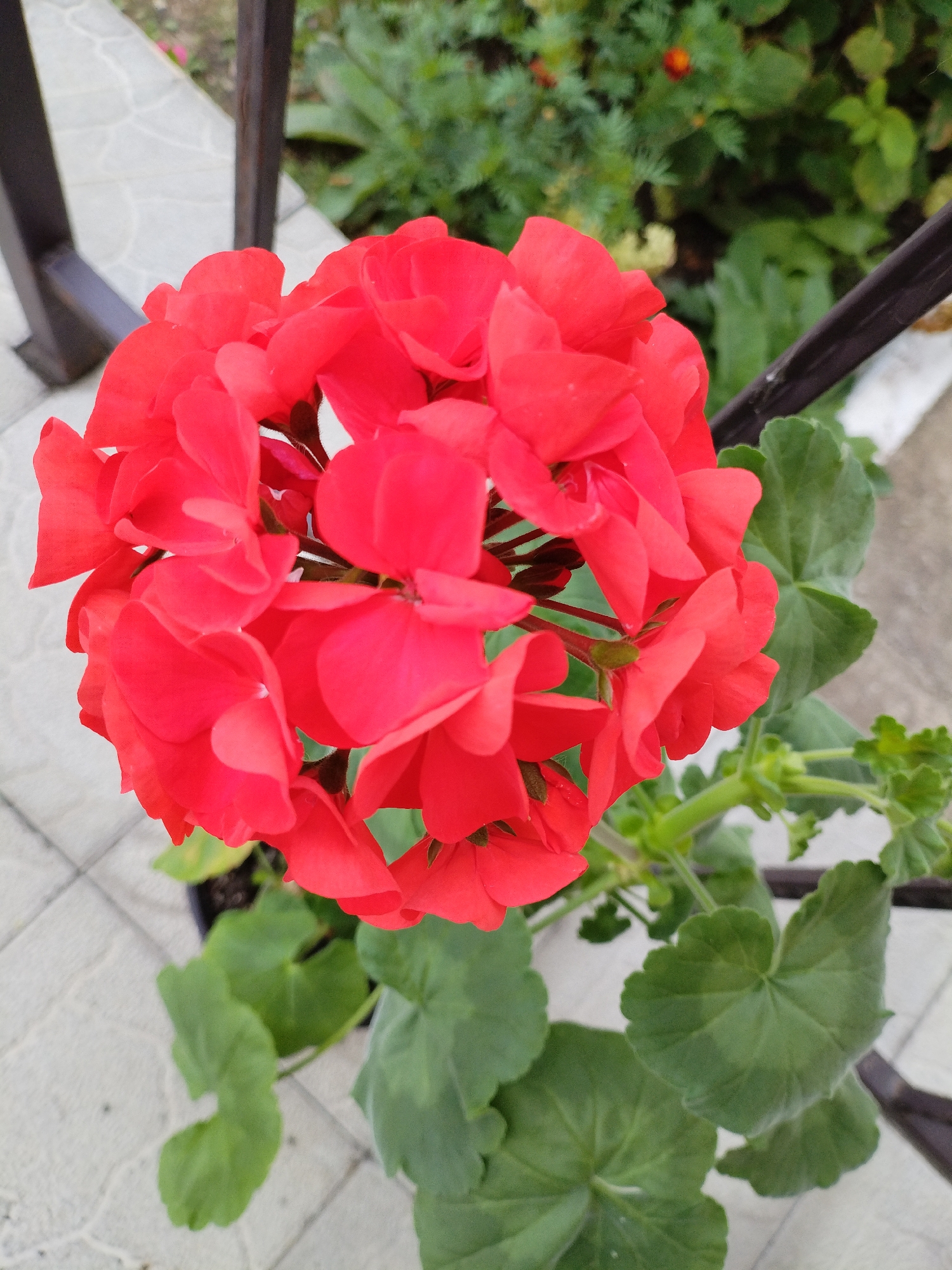 The image shows a close-up of a bright red geranium flower in a garden setting. The flower is in full bloom, with many petals clustered together. The leaves of the plant are green and heart-shaped, with serrated edges. In the background, there is a blurred view of other plants and a dark metal railing. The ground appears to be paved with light-colored tiles. The image was taken outdoors. The location is specified as Bialynichy, Belarus.