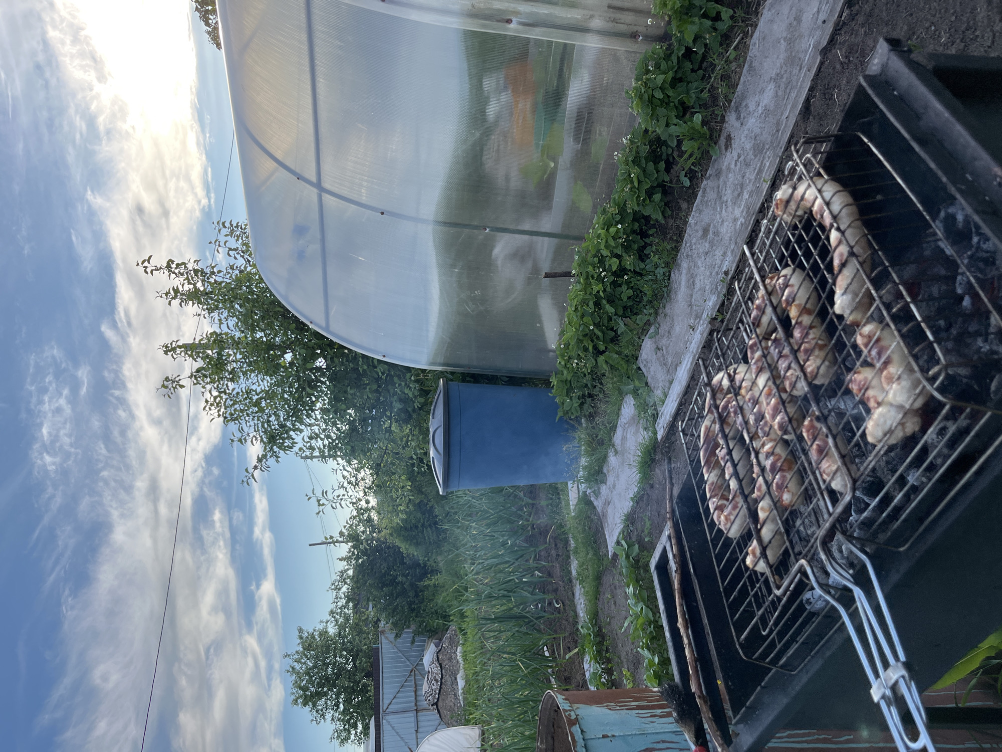 This media file captures an outdoor scene in what appears to be a garden or backyard, likely in Chaikovsky, Russia. The primary activity depicted is grilling.
The image is taken during daytime, under a bright, sunny sky with scattered cirrus clouds. The sun is visible in the upper left, casting a strong light.
In the foreground, a black metal grill is prominently featured on the right side. Inside the grill, a metal grate holds several pieces of food, likely shashlik or sausages, cooking over hot coals. Smoke is visible rising from the grill. To the left of the grill, there's a concrete or wooden border, beyond which are lush green strawberry plants with small white flowers.
In the midground, towards the left, a large, translucent arched greenhouse made of polycarbonate material is visible, reflecting the sky. To the left of the greenhouse, a large, dark blue plastic barrel is situated amongst tall green plants, possibly leeks or similar garden vegetables. Further back, more trees with green foliage are present, suggesting a natural and cultivated environment.
No people are visible in the image. There is no discernible text. The setting suggests a casual, outdoor cooking event in a rural or suburban garden area.
