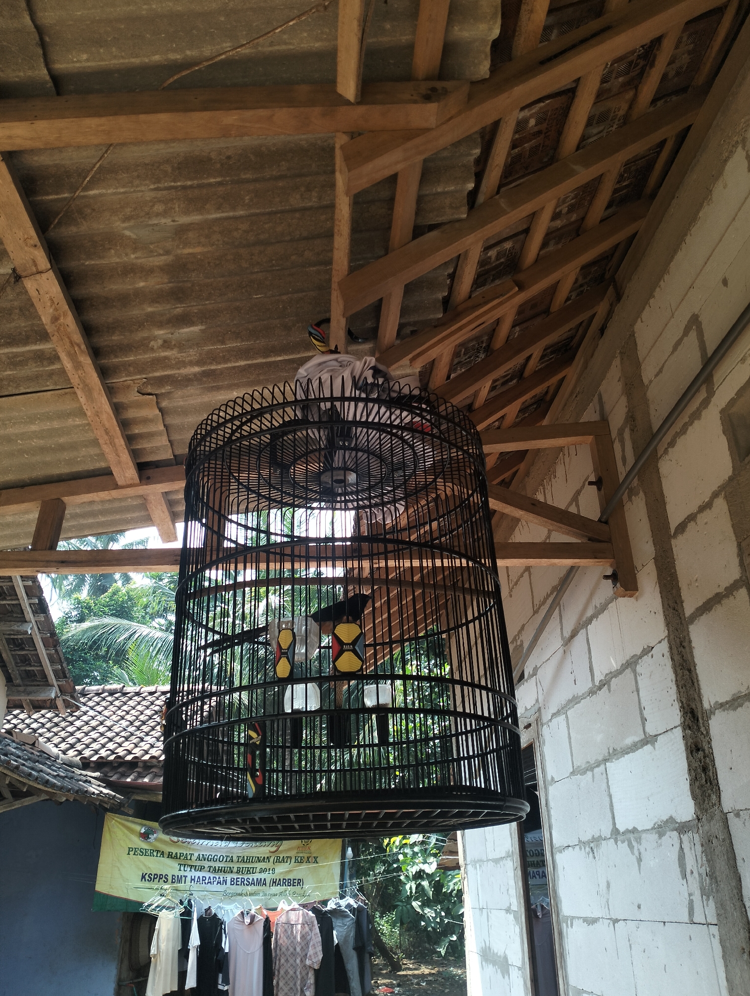 This is a forensic, matter-of-fact description of the provided image. The scene is outdoors in Kaligarang, Indonesia, under a partially constructed roof. A large, black, cylindrical birdcage hangs from the rafters. Inside the cage, two small birds are visible, one perched near the top and another lower down. The cage has decorative elements and feeding cups.
The roof structure consists of corrugated metal sheeting supported by wooden beams. To the right, a wall made of lightweight concrete blocks is under construction. A metal pipe is attached to this wall. In the background, a tiled roof of a building and lush green foliage, including palm trees, are visible.
Below the birdcage, a yellow banner with Indonesian text is hanging. Directly beneath the banner, a clothesline displays several items of clothing, including shirts and dresses, hung on hangers. The overall impression is of a rural or semi-rural setting, possibly a residential or workshop area, with ongoing construction.