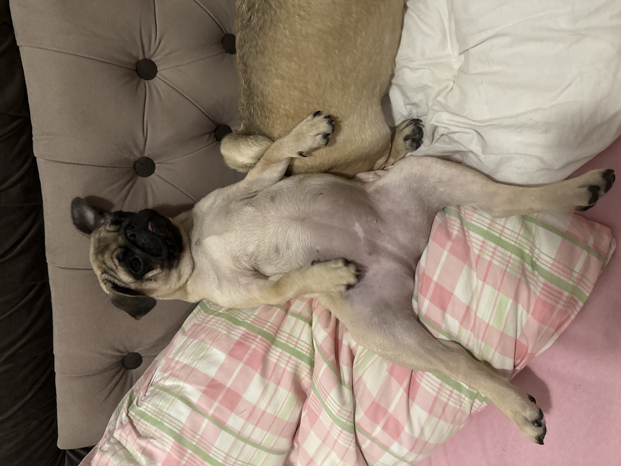 In an indoor setting, a light-tan pug dog is lying on its back on a bed with a tufted headboard. The pug is positioned diagonally across the bed, with its head facing towards the top left of the frame. Its legs are spread wide, and one paw is resting on another dog, a fawn-colored pug, which is lying next to it. The bed is covered with white and pink checkered bedding and a white sheet. The headboard is upholstered in a light brown fabric with button tufting. The scene appears to be a domestic environment, possibly a bedroom.