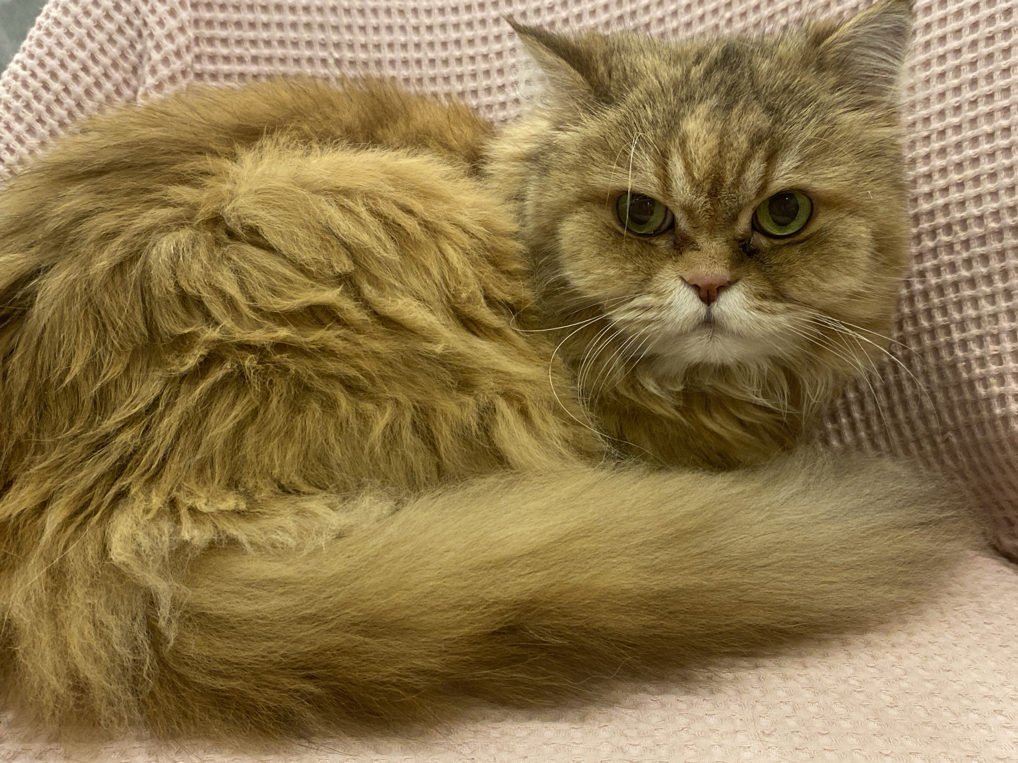 The image depicts a golden-brown, long-haired cat with green eyes and a white muzzle, lying on a pink waffle-patterned surface. The cat is facing the camera with a slightly furrowed brow. The environment suggests an indoor setting. There's no information about the location in Kazan, Russia.