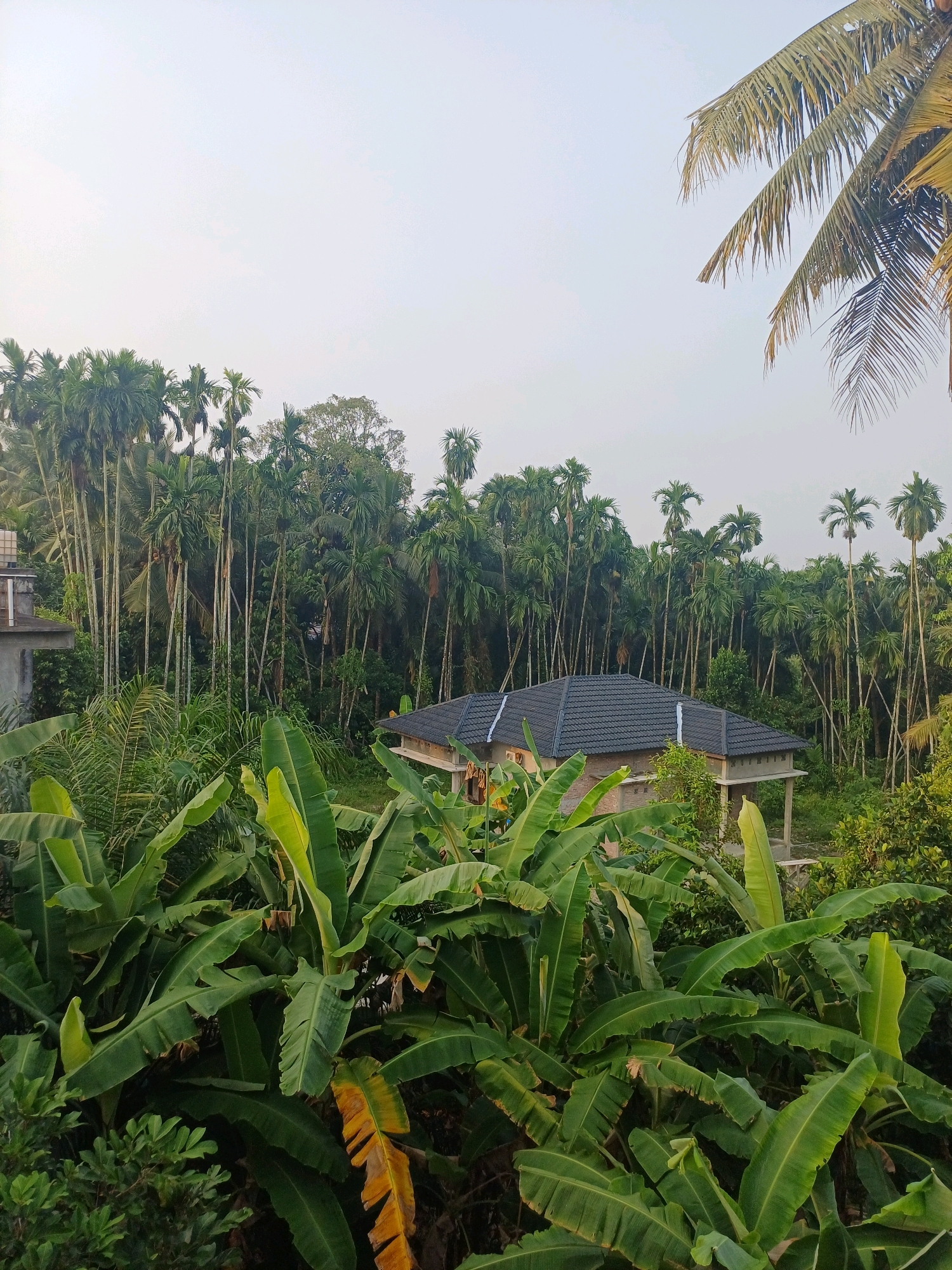 The image depicts a serene natural landscape in the city of Dumai, Indonesia, characterized by lush vegetation and a tranquil atmosphere. The foreground is dominated by the broad, green leaves of banana plants, some of which show signs of yellowing, indicating natural aging. Behind the banana plants, a dense forest of tall, slender palm trees stretches across the midground, their fronds reaching towards the sky.
Nestled within this verdant backdrop is a modern house with a dark-tiled roof. The house appears to be under construction or recently built, with exposed concrete elements visible on its sides. A portion of another building, possibly a larger structure or a multi-story house, is visible on the left edge of the frame, distinguished by its light-colored concrete walls and a small tank on its rooftop.
The sky above is a pale, overcast hue, suggesting a diffused light condition, common in tropical regions. The overall impression is one of rural tranquility, where nature and human habitation coexist harmoniously. The image captures a typical scene in the tropical environment of Dumai, where extensive green spaces and palm trees are prevalent. There are no people or animals visible in the frame, and the scene is static, conveying a sense of peace and stillness.