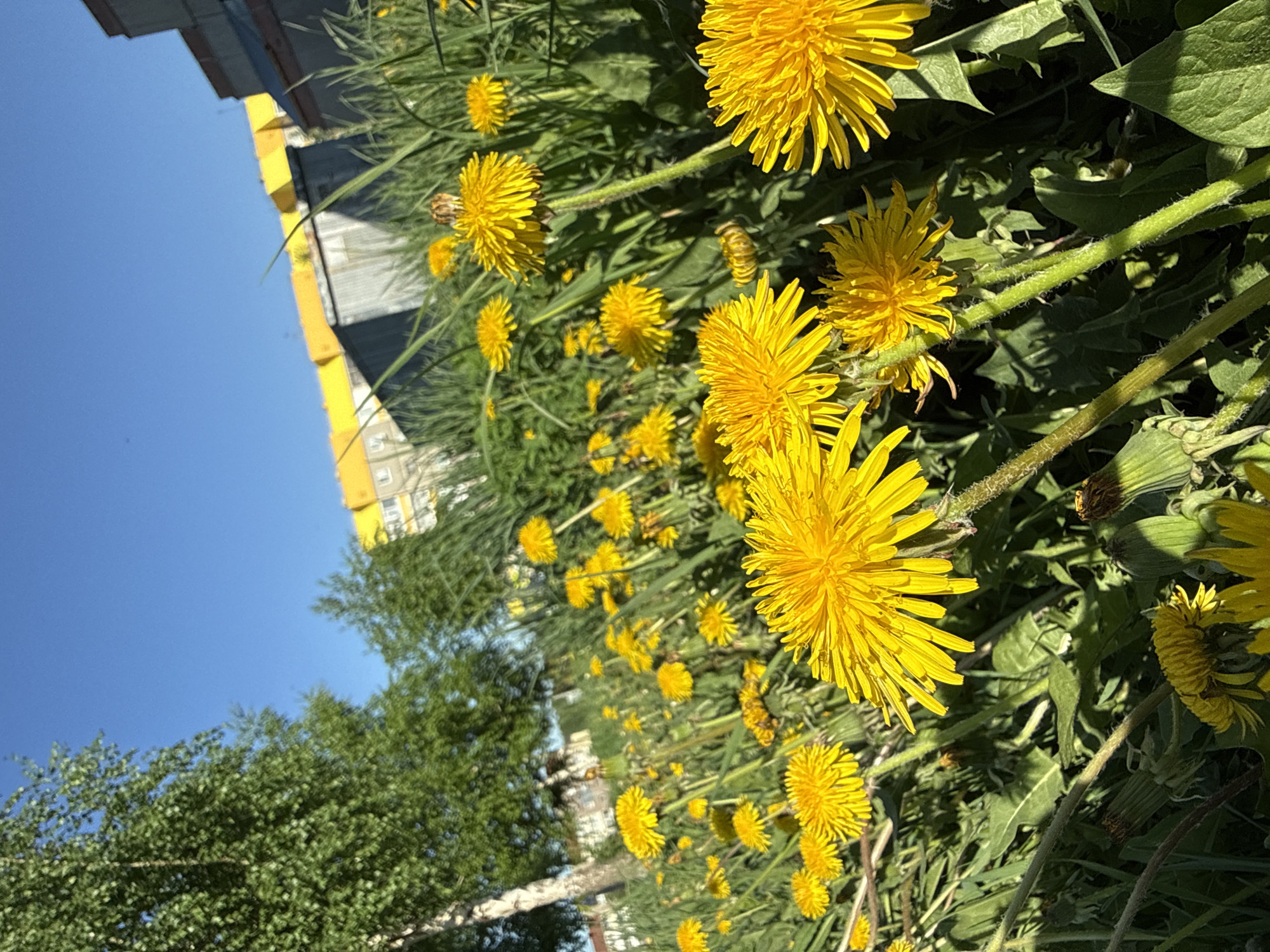 The image, taken in the city of Марковский, Russia, shows a ground-level view of a field of dandelions in full bloom. The bright yellow flowers are the dominant feature, interspersed with green grass and leaves. The sky is a clear blue. In the background, out of focus, are trees with green foliage and a tall building with a yellow and gray facade. The perspective of the image is tilted.