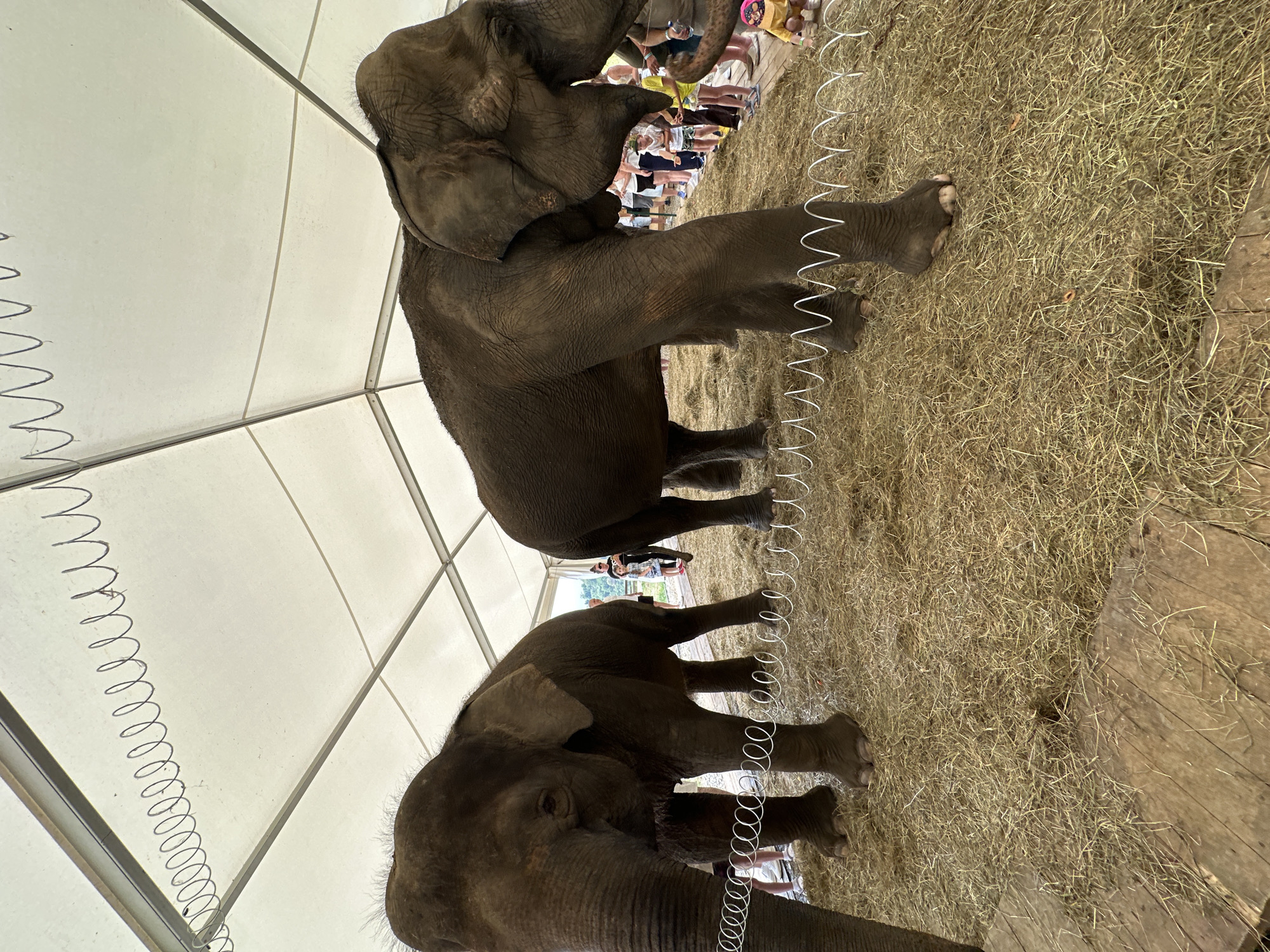 Two elephants stand on a bed of hay inside a white tent. The elephant on the left is facing forward, and the elephant on the right is facing away from the camera. A wire fence runs in front of the elephants. In the background, several people are visible, including children. The tent is supported by metal beams. The scene appears to be an outdoor event or exhibit in Nizhnyaya Shilovka, Russia.