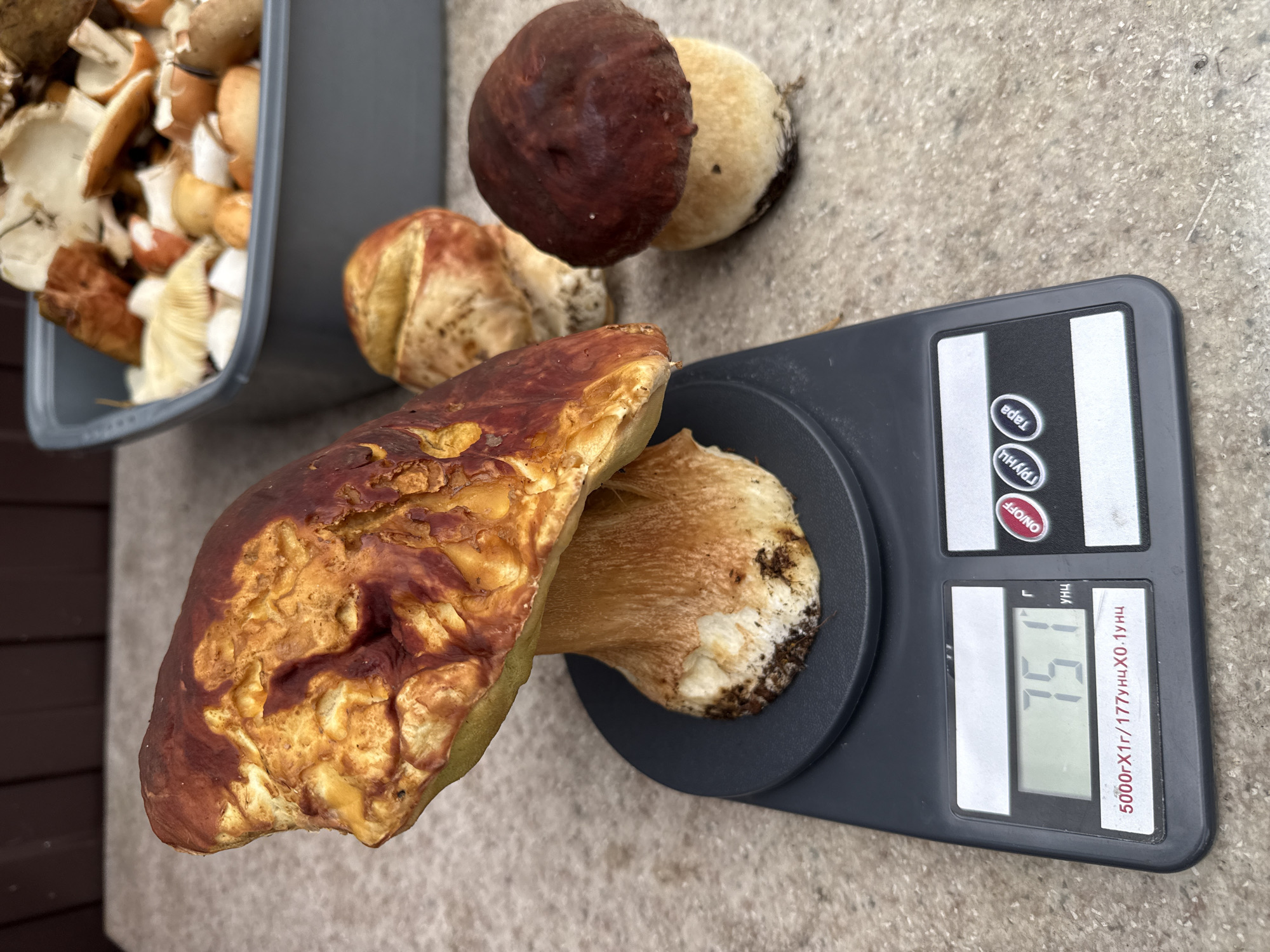 The image shows a large mushroom weighing 75.1 grams on a digital scale. The scale is black and has a digital display showing the weight. The mushroom is brown and tan, with a thick stem. In the background, there is a grey container filled with other mushrooms, and a brown wooden surface. The scene appears to be outdoors on a stone surface. The city of Solnechnyi, Russia is mentioned in the prompt, but there are no specific visual cues within the image to confirm this location.