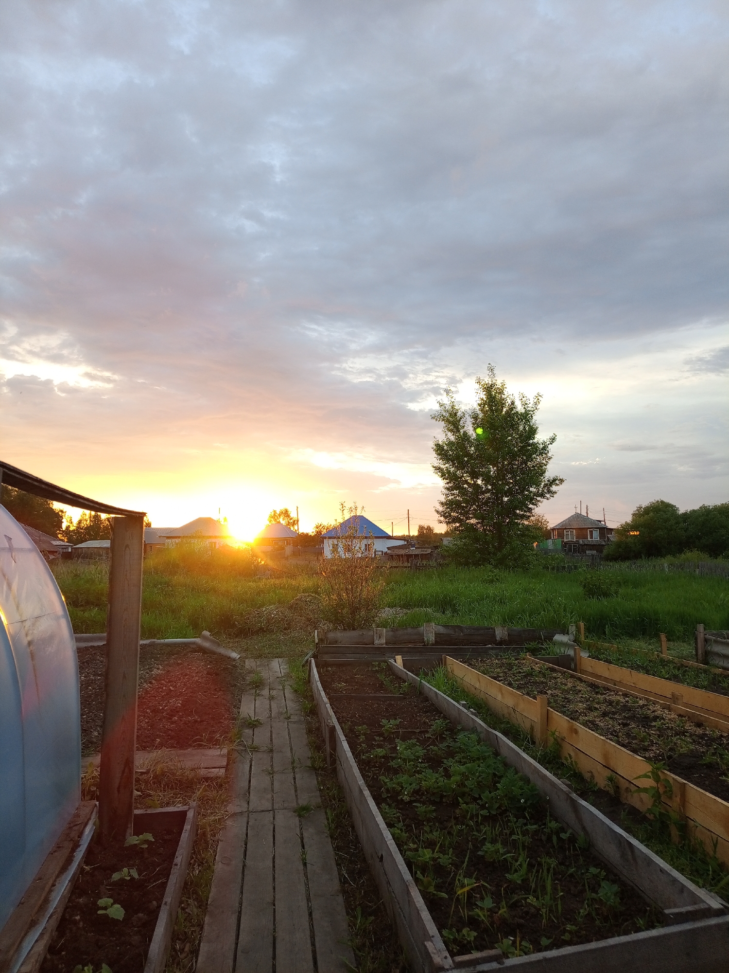 The image depicts a rural scene at sunset in Pankrushikha, Russia. The foreground features raised garden beds with some vegetation. To the left, a portion of a greenhouse is visible, along with a wooden path leading between the garden beds. In the mid-ground, there is a solitary tree and an expanse of tall green grass. Several houses with roofs in various colors are scattered across the landscape. The setting sun is low on the horizon, casting a warm orange glow and illuminating the clouds, which are a mix of gray and pink. The overall impression is one of a tranquil evening in a dacha or country house setting.