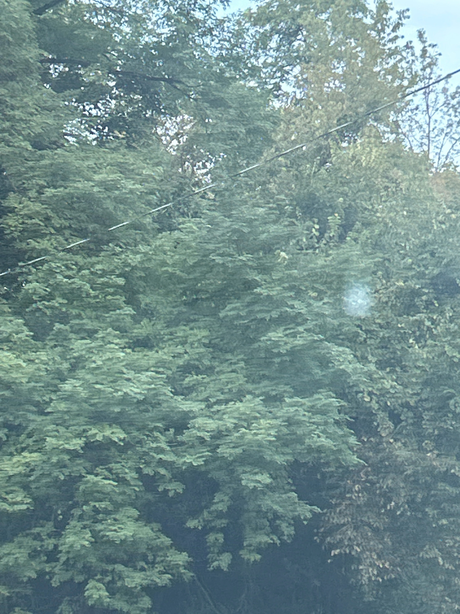 A dense canopy of green trees fills the frame of the image, with some sunlight filtering through the leaves in places. Two thin, dark wires are visible running horizontally across the upper portion of the image. The environment appears to be an outdoor natural setting, possibly a park or a wooded area within Scott Township, United States of America, with no people or specific objects clearly discernible beyond the trees and wires.