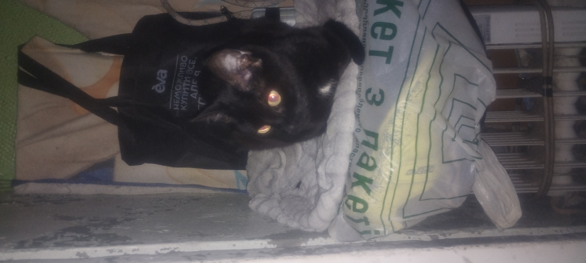 A black cat with yellow eyes sits on top of a plastic bag with Russian text printed on it. Behind the cat is a black tote bag with the logo "eva" and Russian text that translates to "It is impossible to buy everything, but I...". The scene is indoors, with a rough concrete wall on the left and a white and green striped fabric in the background. The plastic bag appears to be a shopping bag. The overall lighting is dim, suggesting an interior space with artificial light.