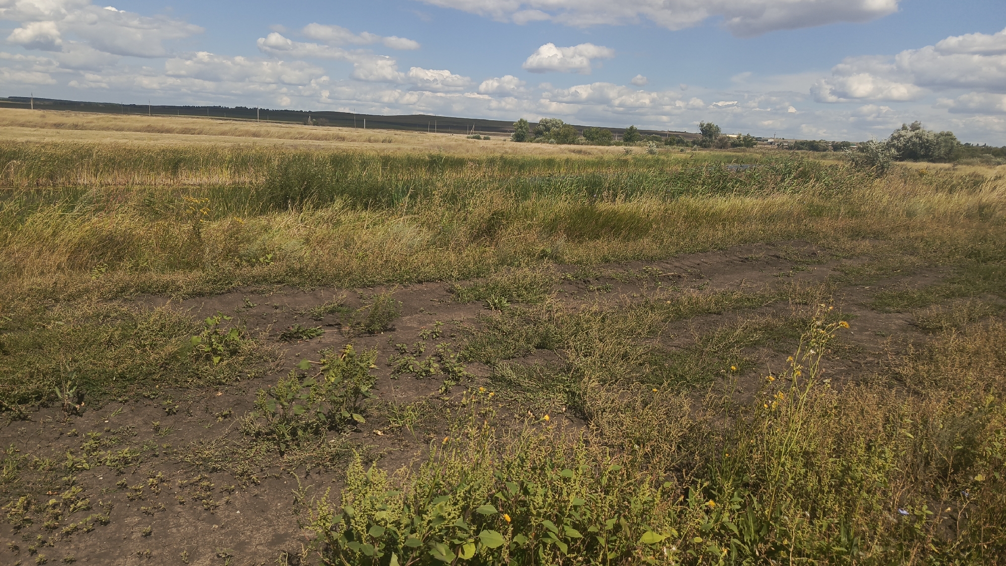 A wide-angle, eye-level shot captures a rural landscape under a partly cloudy sky. In the foreground, a dirt path winds through dry, brown grass and sparse green weeds. The middle ground is dominated by tall, golden grasses, with a denser patch of green vegetation to the left. In the distance, a field of dry, golden crops stretches to the horizon, bordered by a dark, low-lying tree line. Telephone poles are visible along the horizon. The scene appears to be an undeveloped, natural area, possibly on the outskirts of Oktyabr'skii Gorodok, Russia. There are no people or animals present.