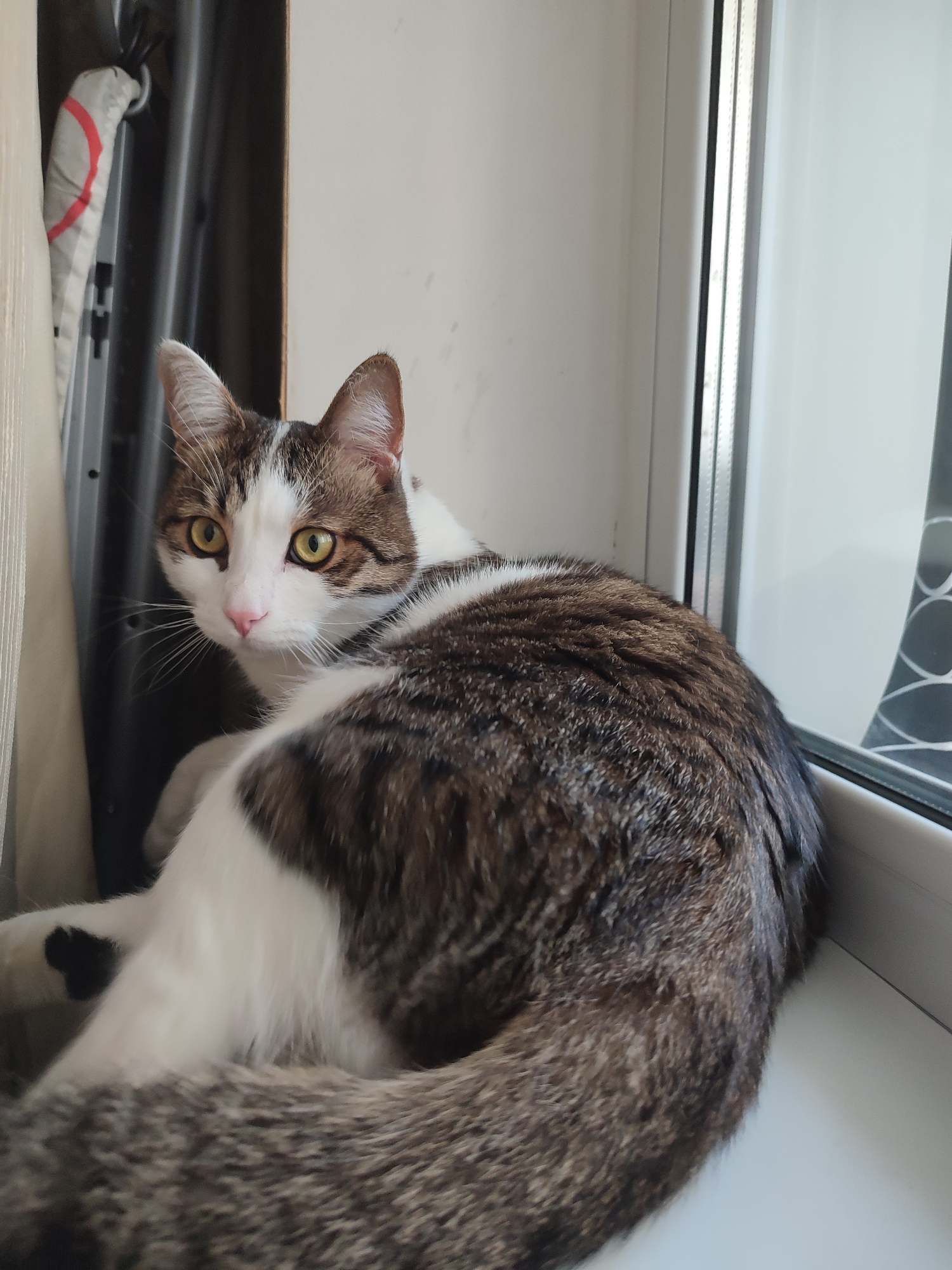 A tabby and white cat sits on a windowsill in Voronezh, Russia. The cat is facing left, with its body curled, and its head turned to look at the camera. Its fur is a mix of brown, black, and white. The cat has yellow eyes and a pink nose. The windowsill is white, and the background is a window with a view of buildings. There is a curtain on the left side of the image.