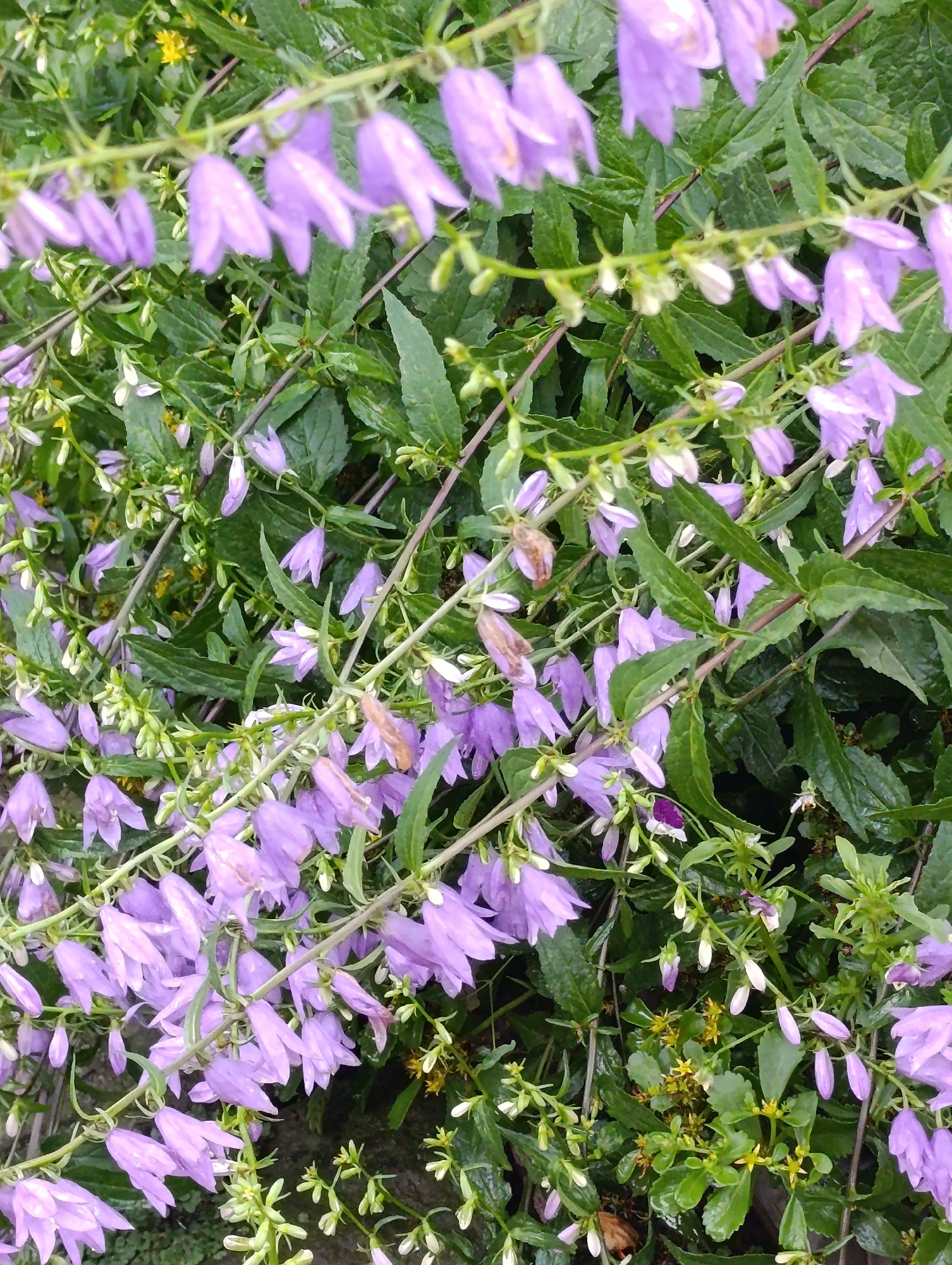 The image shows a close-up view of a cluster of bell-shaped purple flowers, possibly campanula, with green leaves and stems. Some of the flowers appear to have water droplets on them, suggesting recent rain. The flowers are arranged in a dense, natural setting, with some smaller yellow flowers visible in the background. The overall impression is of a wild or overgrown garden. There are no people or animals present in the image, and no specific landmarks or distinguishing features are visible to indicate a precise location within the city of Artyom, Russia. The scene appears to be outdoors.