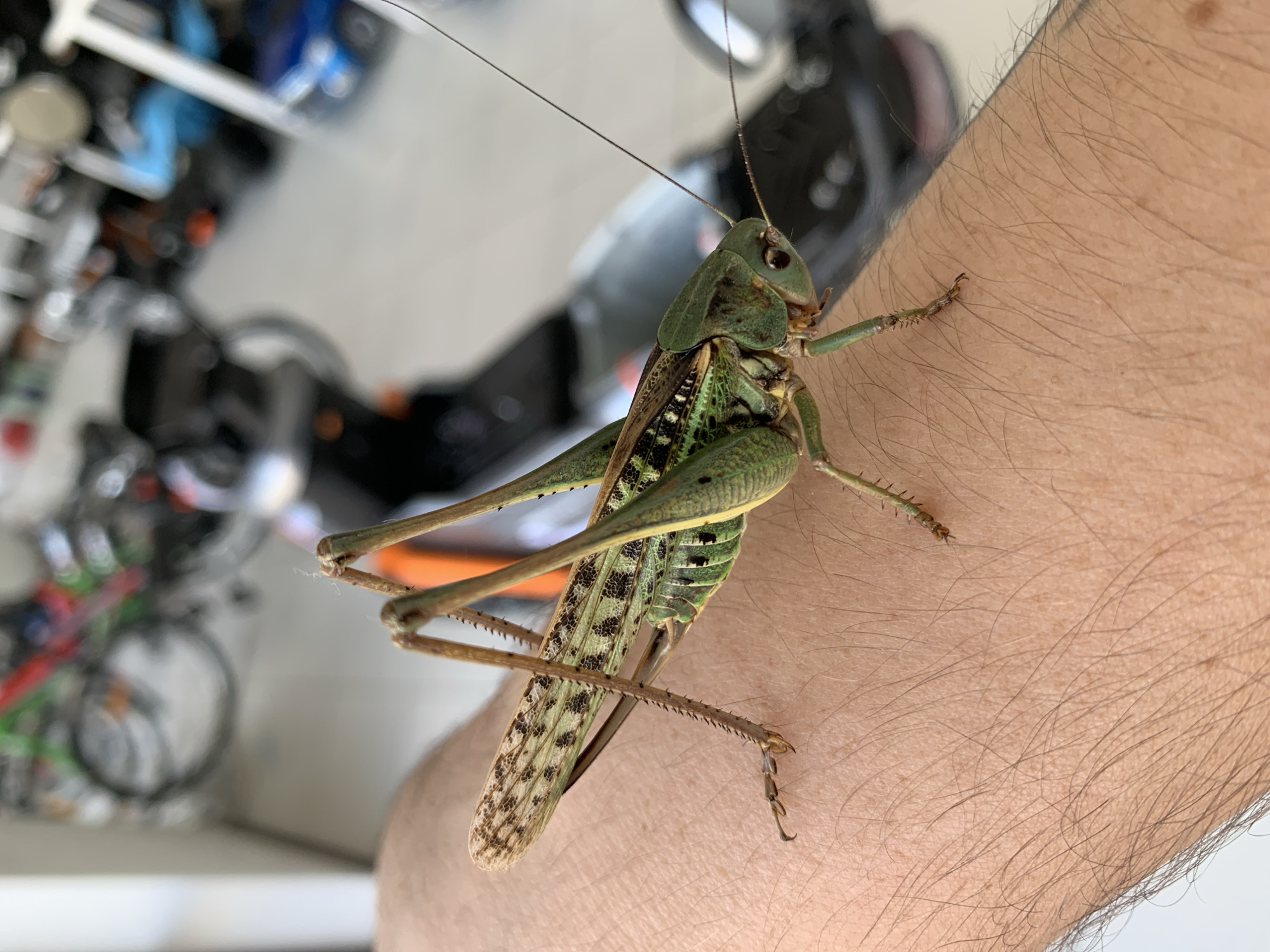 A close-up, eye-level, outdoor shot shows a large green katydid resting on a person's arm. The katydid is positioned diagonally across the arm, with its head to the right and its wings extending to the left. The insect has long, segmented legs with sharp spines, and its body is a vibrant green with intricate patterns on its wings. The person's arm is lightly haired and tanned. In the blurred background, a street or outdoor area is visible, with what appear to be parked motorcycles or scooters and some bicycles. The overall lighting suggests a bright, sunny day. The image does not provide any specific visual cues to determine the exact location within Kropotkin, Russia.