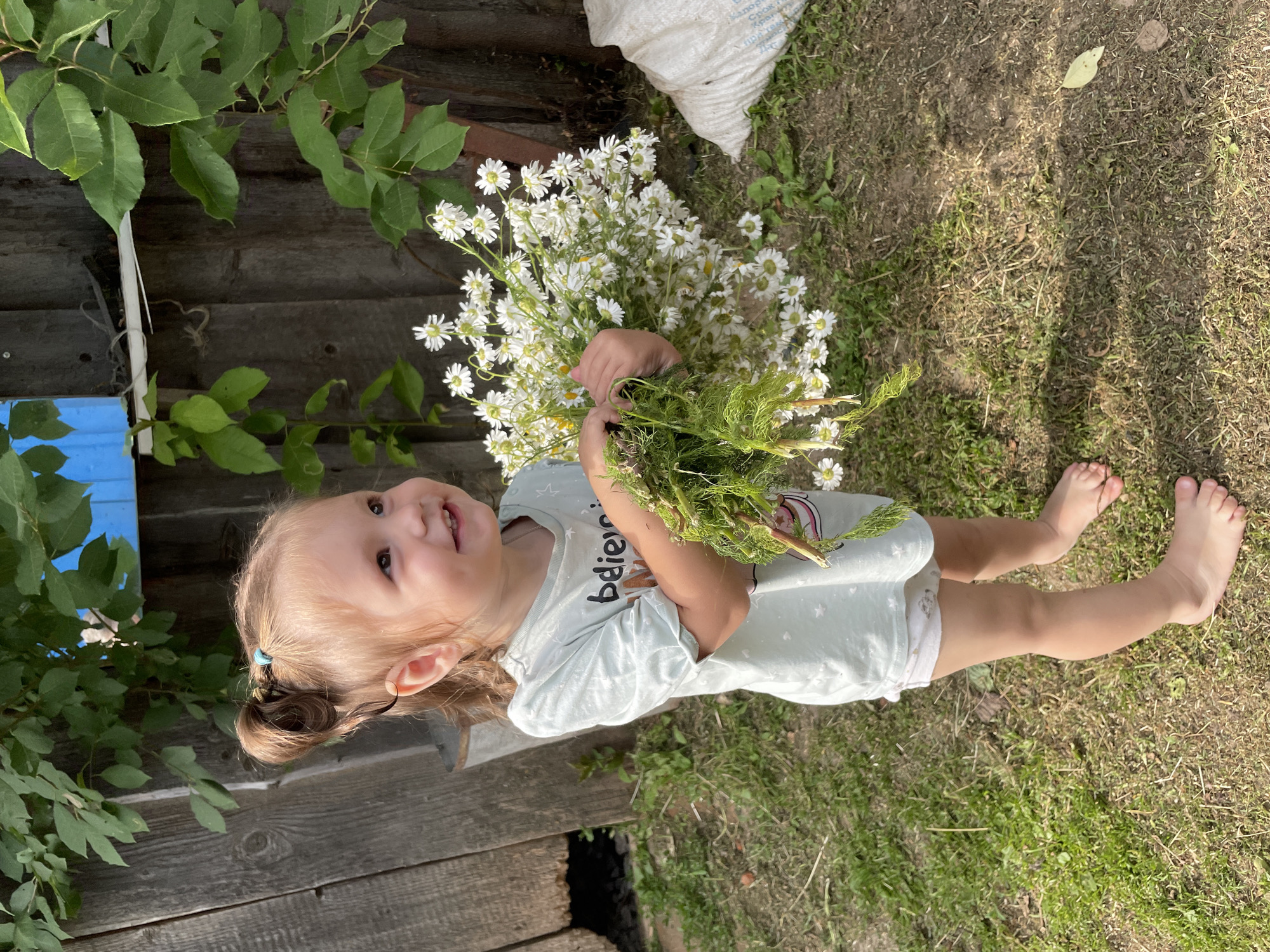 A young Caucasian girl, approximately 3-4 years old, stands barefoot on a grassy and dirt area in front of a weathered wooden fence. She has light brown hair pulled into two buns and is wearing a light blue t-shirt with a graphic design and white shorts. She is holding a large bouquet of white daisies and green foliage in her hands. Sunlight casts shadows on the ground. In the background, there are green leaves from overhead foliage, a section of blue structure on the fence, and a white, rough-textured bag. The environment appears to be outdoors, possibly a rural or backyard setting.