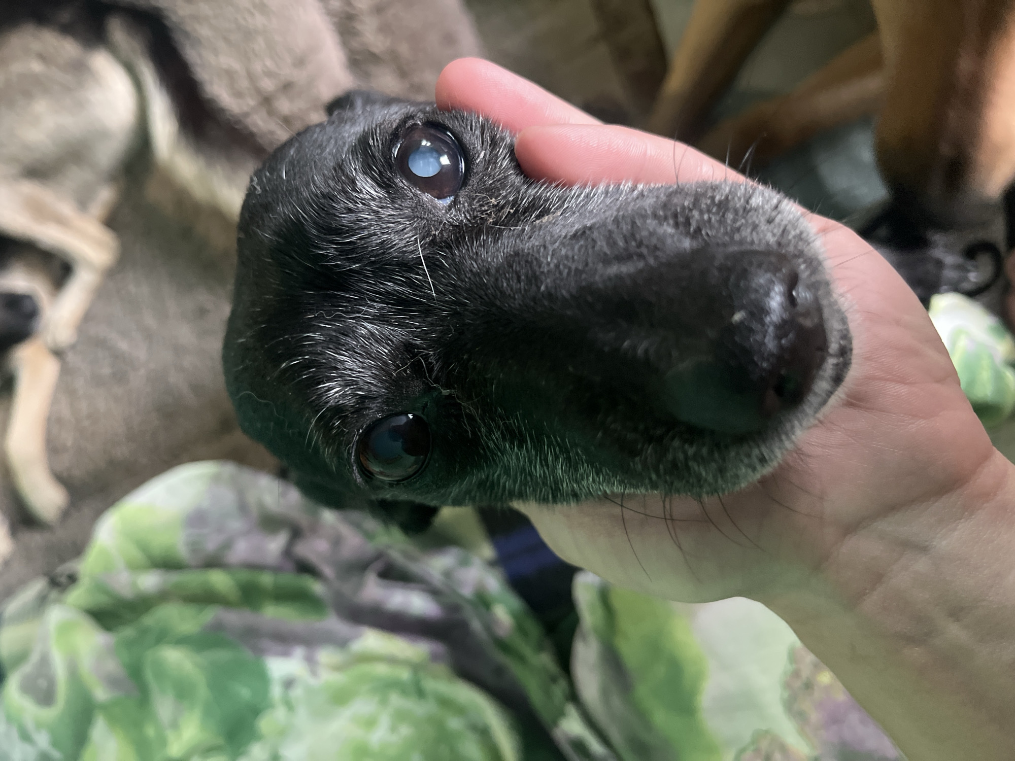 A close-up photograph depicts the head of a small, black dog held in a person's hand. The dog has a graying muzzle and one eye appears cloudy, possibly indicating a cataract. The dog's nose is prominent and shiny. The background is blurred and includes portions of what appear to be other animals and patterned fabric. The location is not discernible from the image.