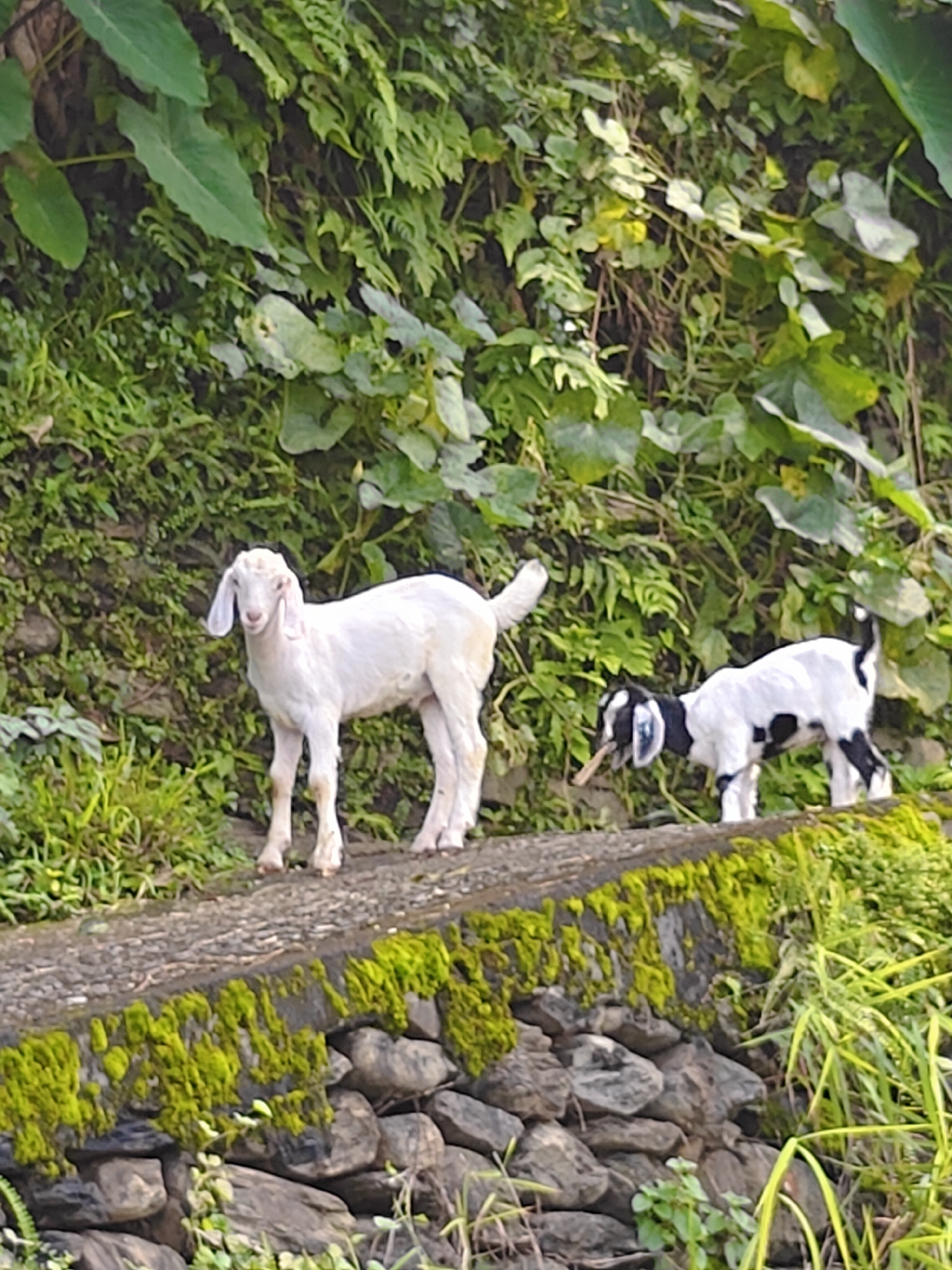 In Pokhara, Nepal, two young goats are seen on a stone wall. One goat, pure white, stands facing left, looking towards the viewer. The second goat, black and white, is positioned to the right of the white goat, facing right and nibbling on a twig. The goats are on a narrow path that runs along a stone retaining wall covered in vibrant green moss. Behind the wall, a dense, verdant hillside is visible, with various types of foliage, including large, broad leaves and smaller, fern-like plants. The overall scene suggests a natural, outdoor environment on the outskirts of the city.