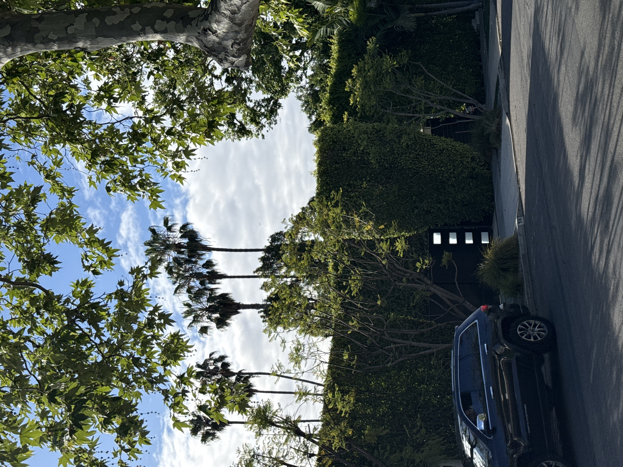 The image depicts a residential street in Los Angeles, California, United States of America. A black SUV is parked along the right side of the street, adjacent to a tall, manicured hedge. A row of palm trees lines the street behind the hedge. A mottled sycamore tree dominates the upper left of the frame, with its branches and leaves partially obscuring the sky, which is visible with scattered clouds. The street is shadowed, indicating a time of day with strong sunlight. A modern fence with decorative cutouts is visible behind the hedge.