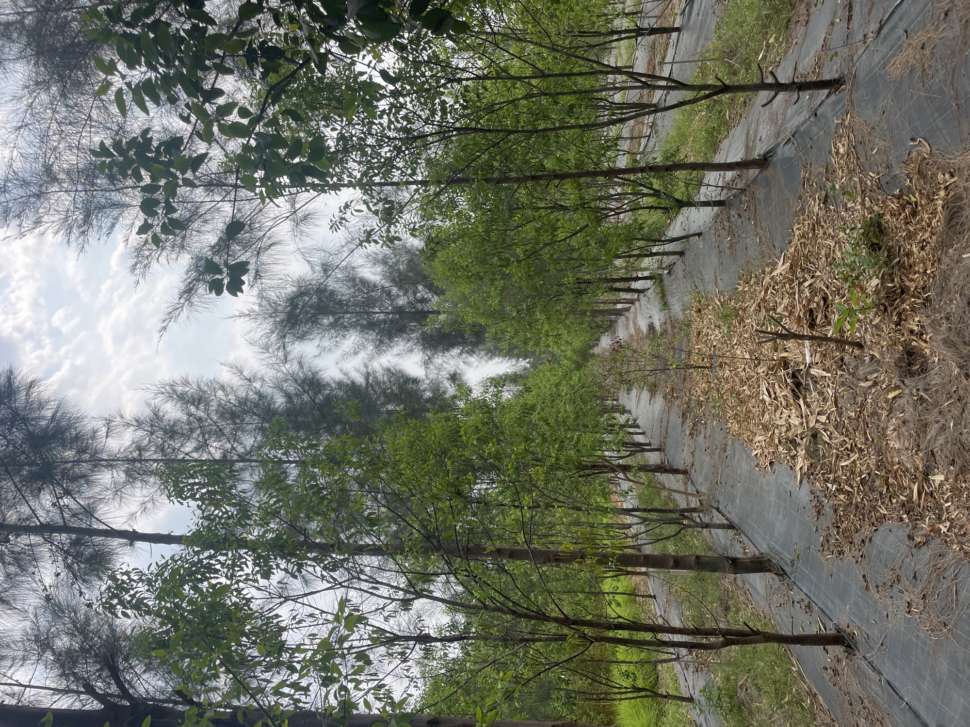 The image depicts an outdoor scene, likely a tree plantation or nursery in Dhundshi, India, captured from a low perspective looking along rows of trees. The primary subjects are numerous young trees arranged in orderly rows, extending into the background. These trees have slender trunks and abundant green leaves, suggesting a healthy growth phase.
The ground beneath and between the rows is covered with a dark, gridded landscape fabric, likely used for weed control and moisture retention. On top of this fabric, particularly prominent on the right side of the image, is a thick layer of dry, brown leaves and plant debris, serving as mulch.
Taller trees with dark, needle-like or wispy foliage, possibly Casuarina trees, frame the upper and left parts of the scene, providing a backdrop against a bright, cloudy sky.
The scene portrays a meticulously maintained agricultural environment. No specific activity is taking place, but the setup suggests ongoing cultivation and care of the trees. It is daytime, with bright ambient light and a partly cloudy sky. There is no visible text in the image.