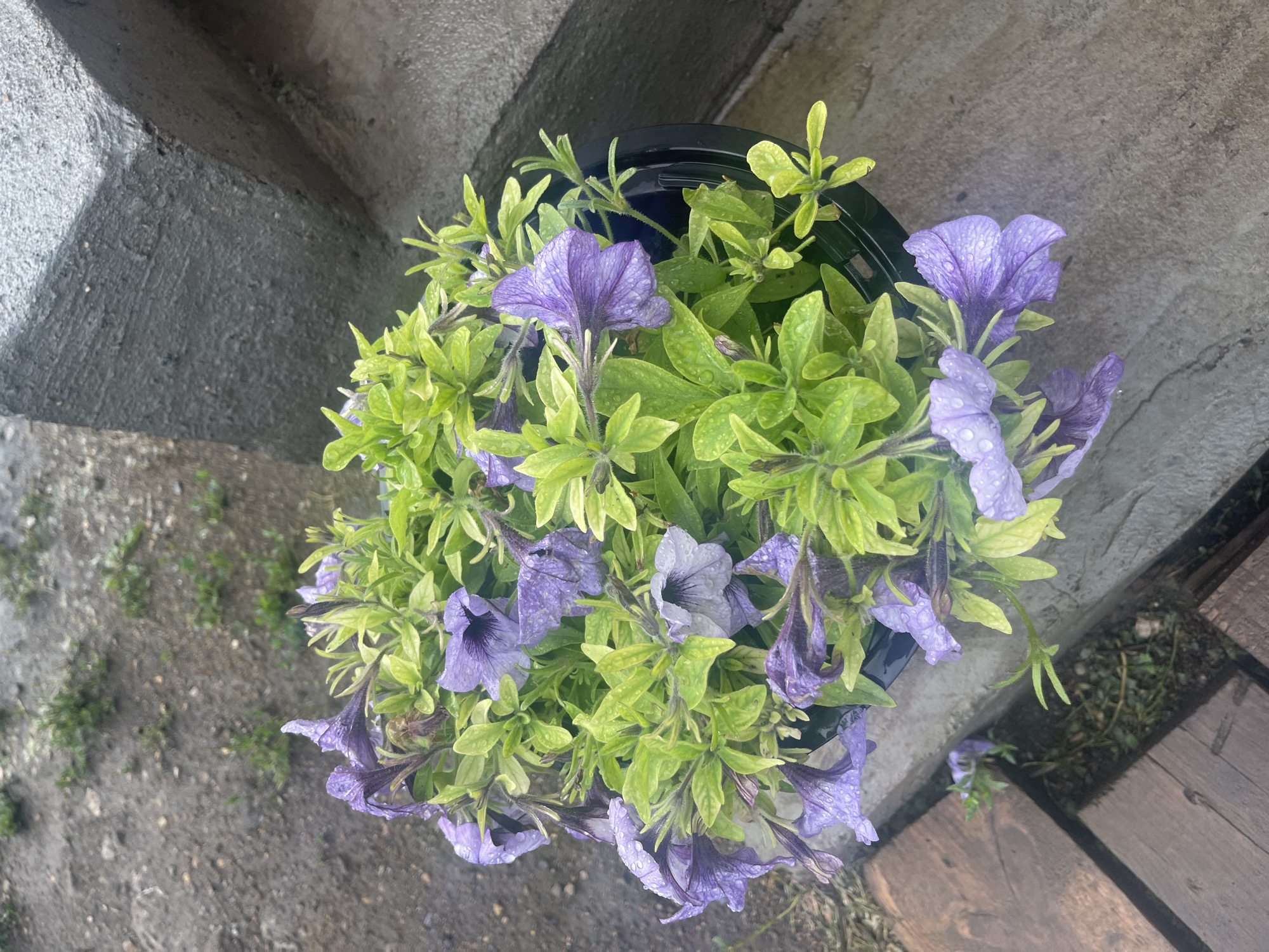 A potted plant with purple petunias and green foliage sits on a concrete ledge next to a gray concrete structure. The plant is wet with water droplets on the leaves and petals. The background shows a patch of dirt with some sparse green growth and a portion of a wooden surface. The image is taken from a high angle, looking down at the plant. The location is Mesyagutovo, Russia.