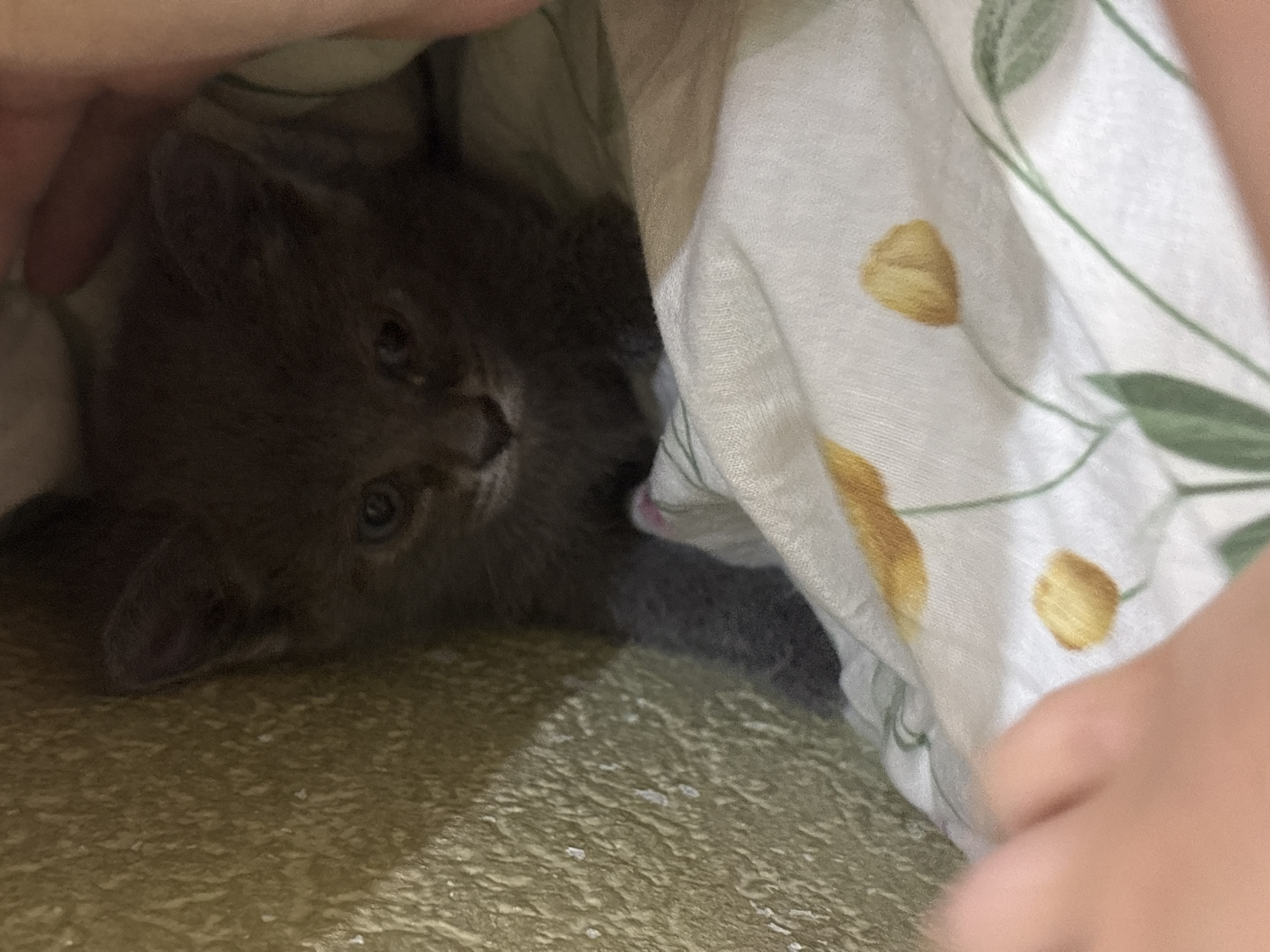 A gray kitten is partially concealed beneath a white fabric with a yellow and green floral pattern, set against a textured, golden-colored surface. Part of a person's hand is also visible, possibly holding the fabric. No identifying features that would indicate the location in Chaikovsky, Russia are present.