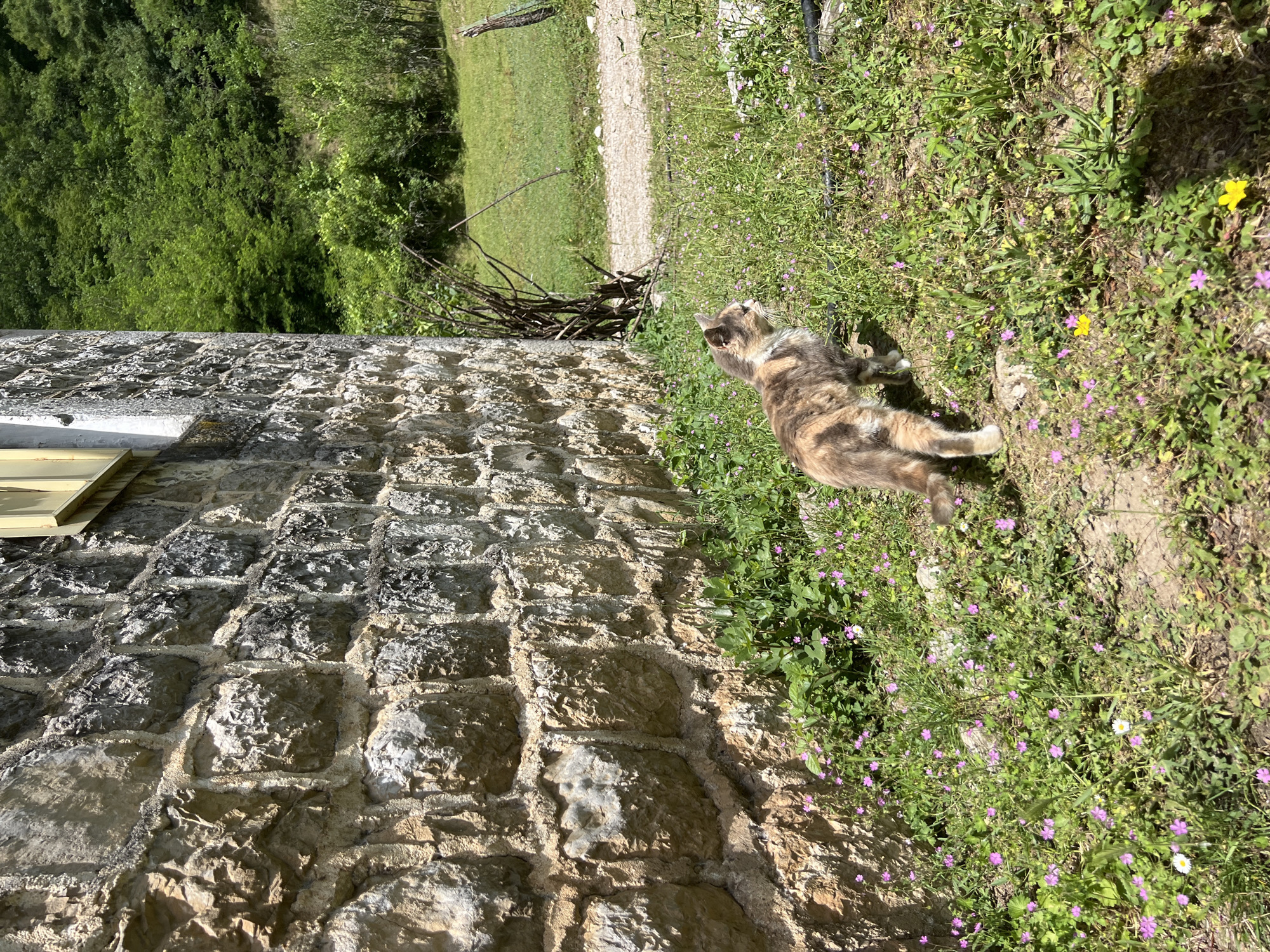 A light-colored, tan, gray, and brown cat lies stretched out on a patch of grass and wildflowers near a stone wall. The wall is made of irregularly shaped stones, set together to form a grid pattern. The grass contains small purple, white, and yellow wildflowers. Beyond the wall, a dirt path and a grassy field lead towards a densely wooded area. The scene appears to be in Mrtvo Duboko, Montenegro.