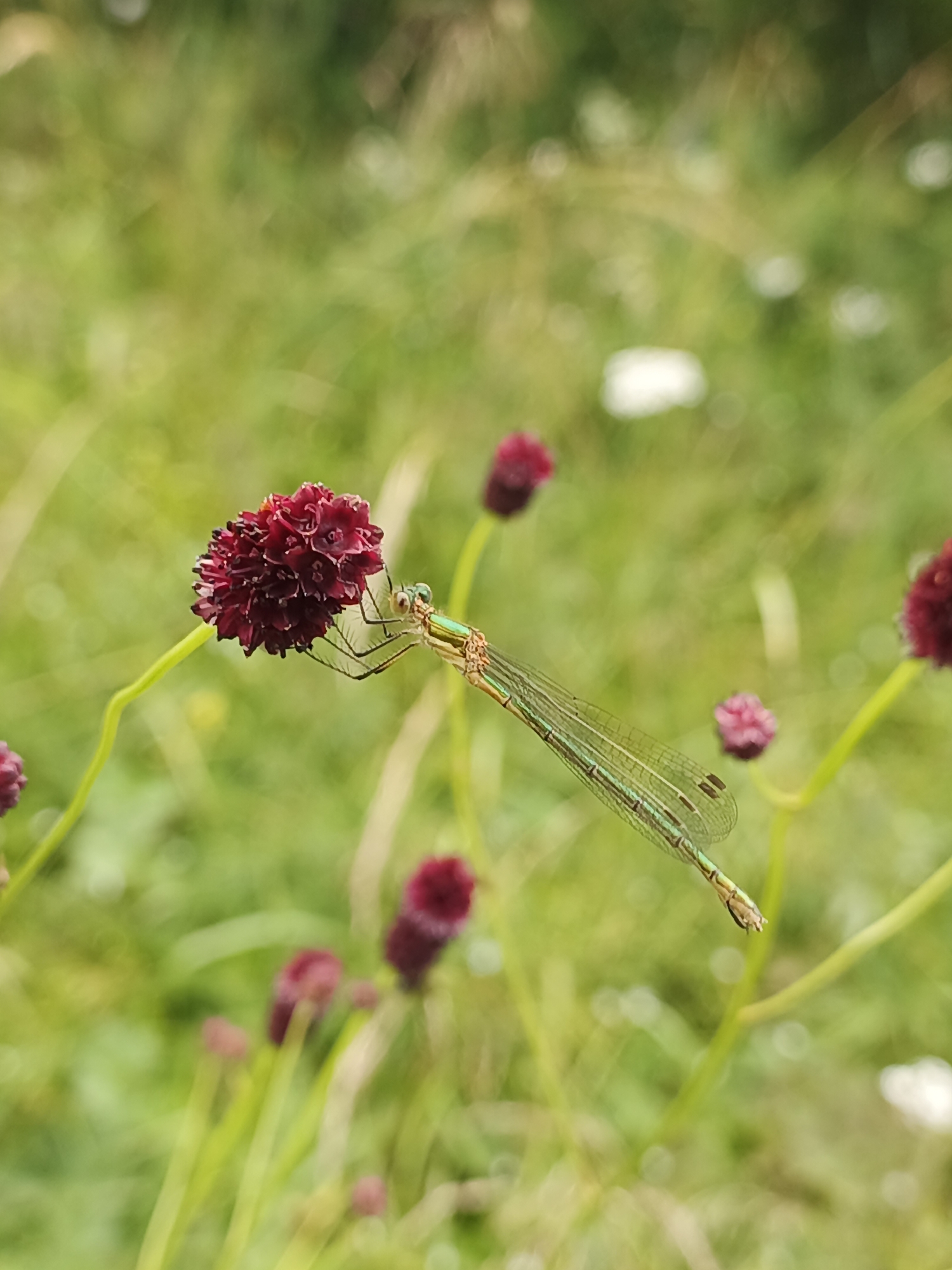 A slender, light-green damselfly with prominent wings is perched on a dark red, spherical flower. The damselfly is positioned horizontally, with its head facing towards the left side of the frame. Its body exhibits a metallic sheen, and its wings are delicately veined. The flower it rests on is clustered with many small, deep red florets, giving it a textured, pom-pom appearance. Another similar, but less developed, dark red flower is visible slightly out of focus to the lower right. The background consists of a soft blur of green grass and occasional white flowers, suggesting an outdoor, natural environment, possibly a meadow or field. The lighting appears to be natural daylight, creating a gentle illumination. There are no people or man-made structures visible in the image. The location in Medvedyovka, Russia, is not visually identifiable from the provided image.